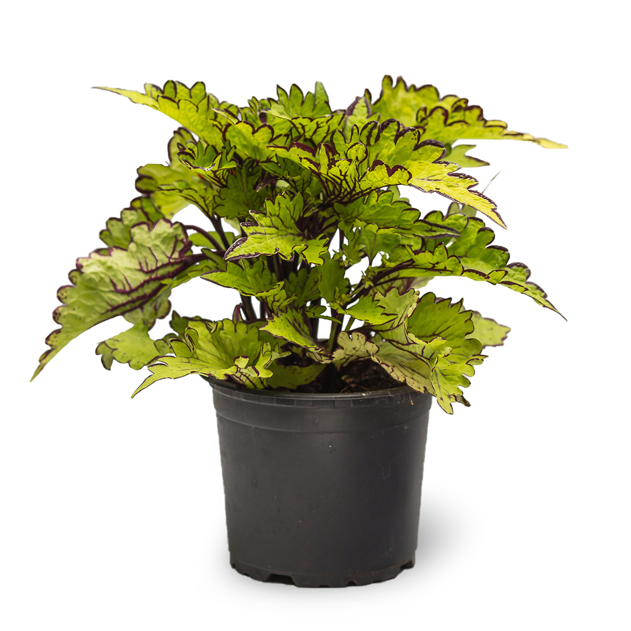 Coleus, in ghiveci, 12 cm