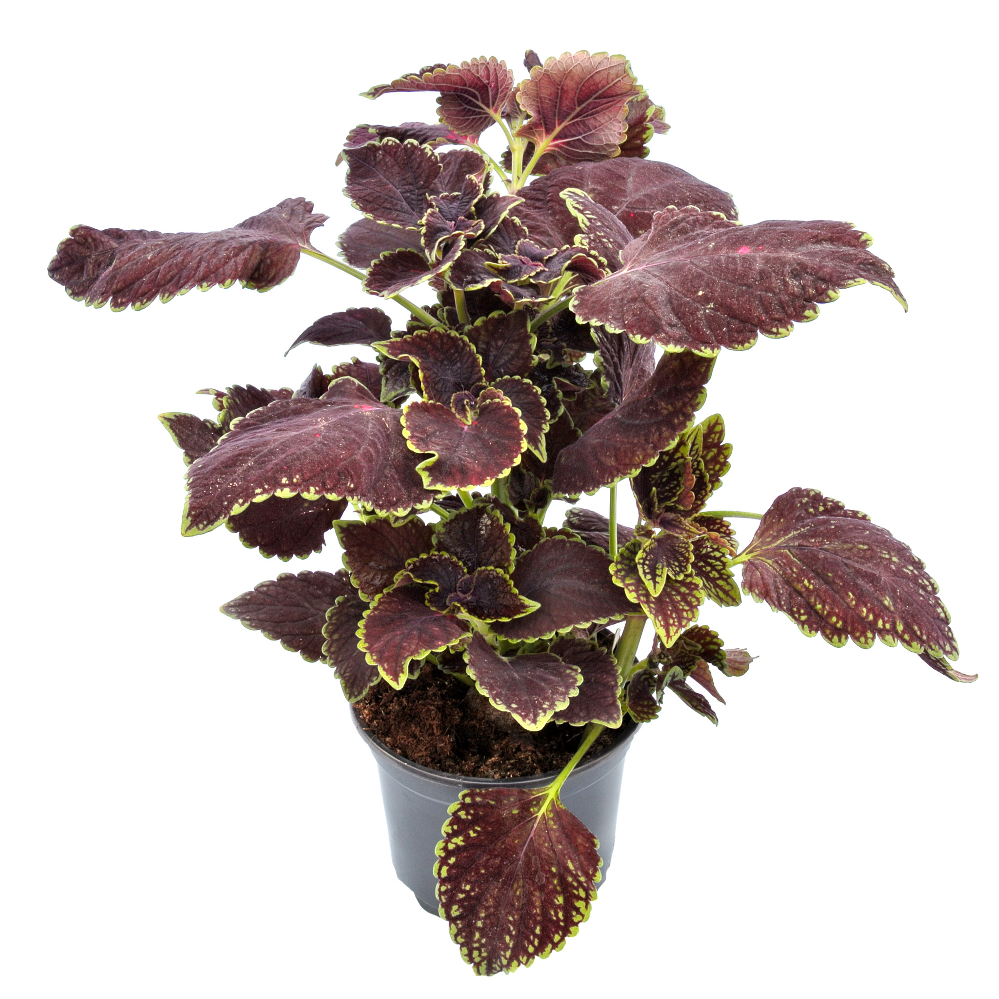 Coleus, in ghiveci, 12 cm