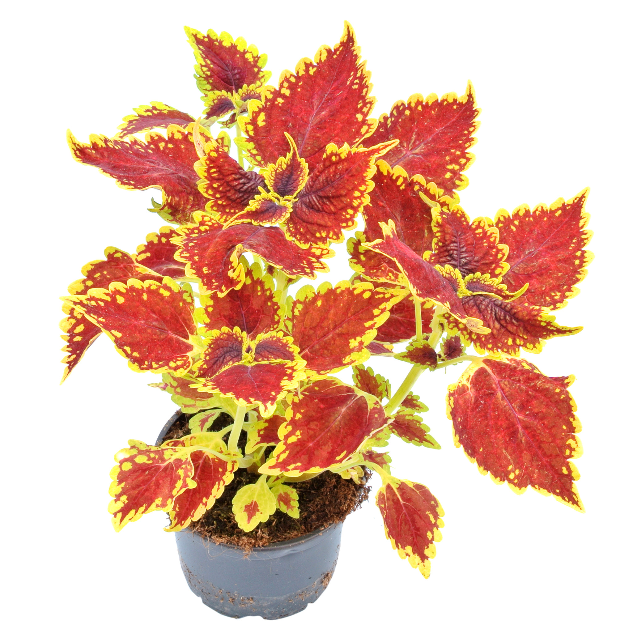 Coleus, in ghiveci, 12 cm