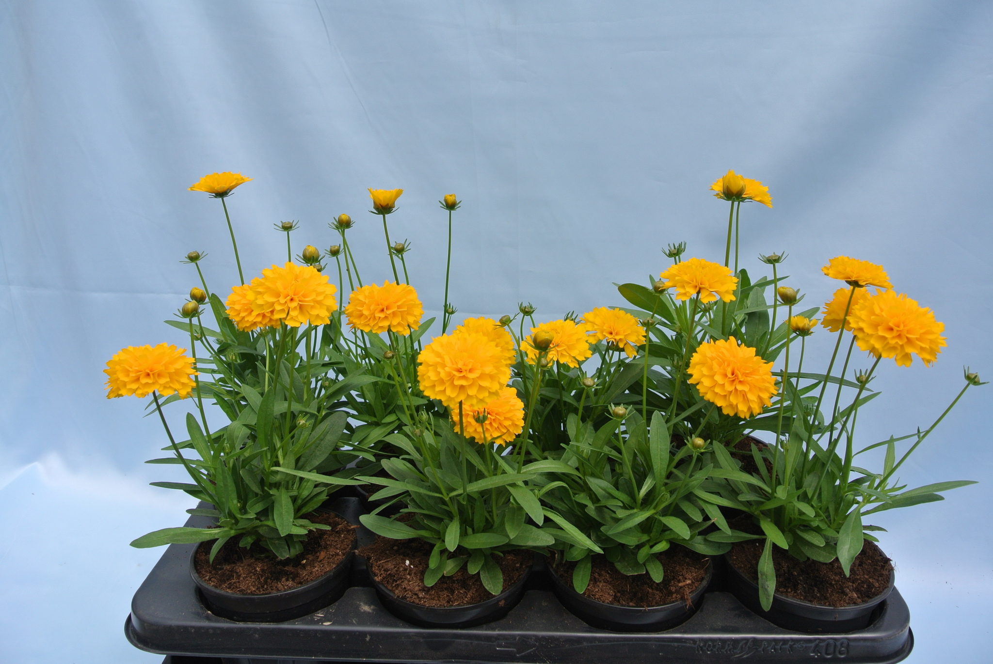 Coreopsis Grandiflora 12