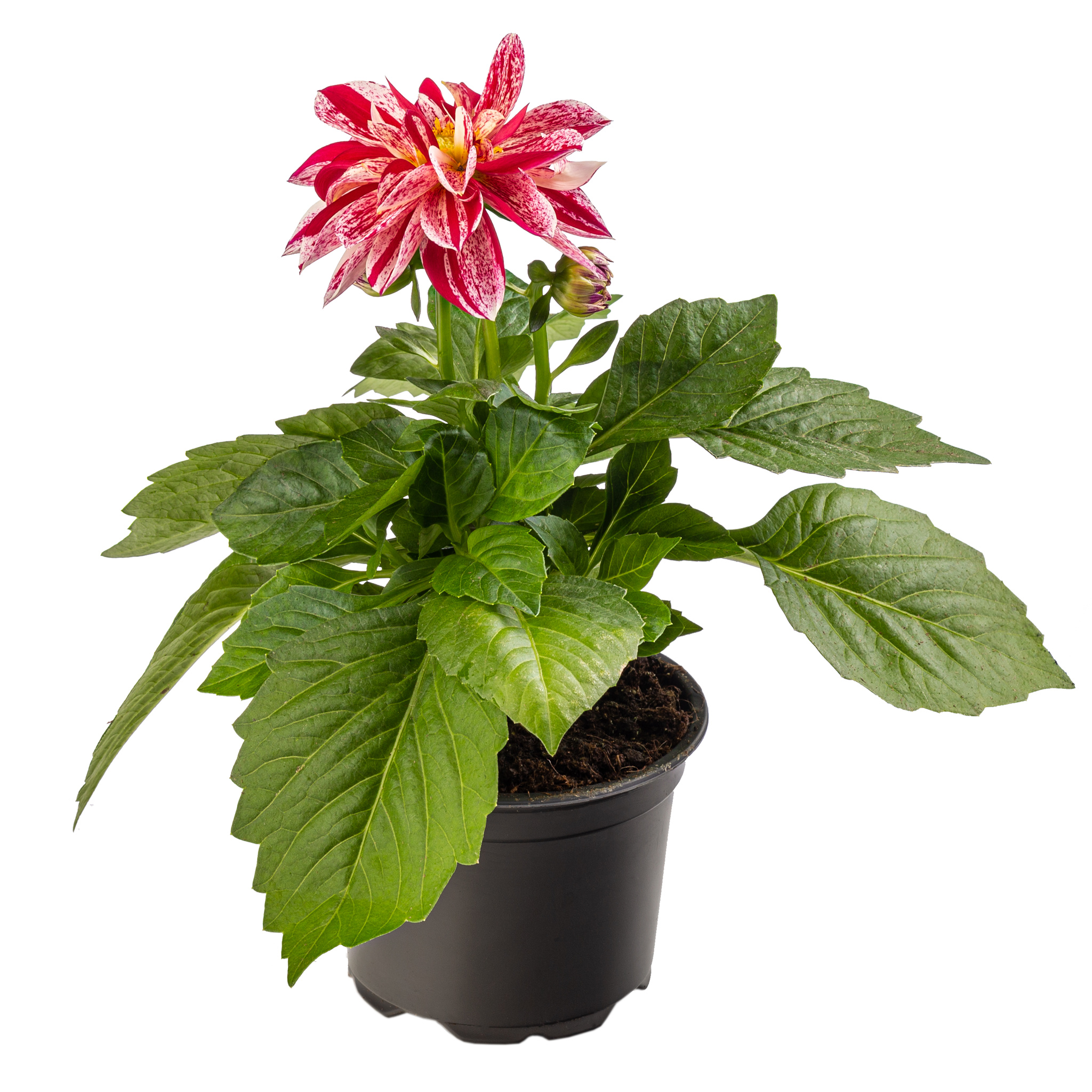 Dahlia Dalina, in ghiveci, 12 cm 