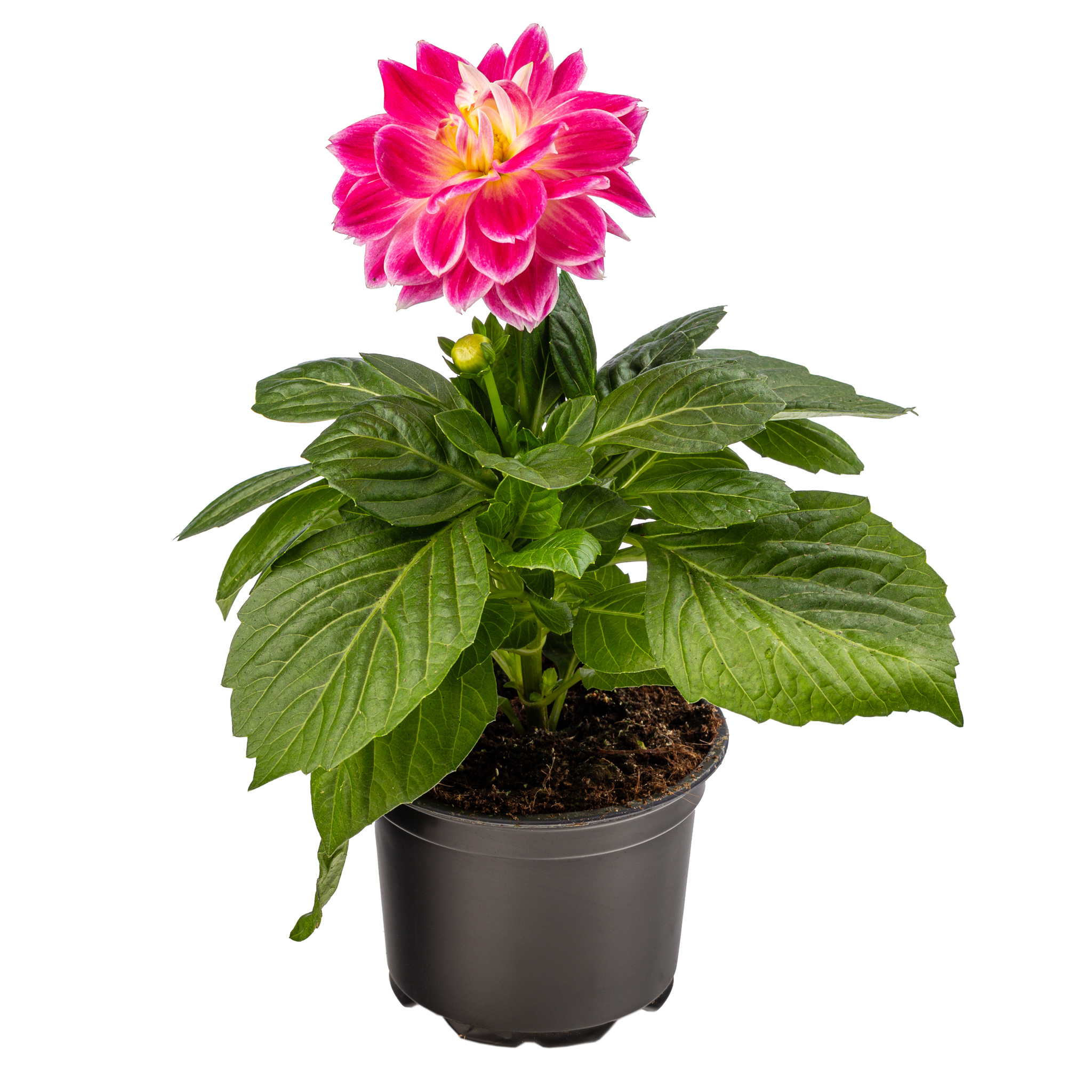 Dahlia Dalina, in ghiveci, 12 cm 