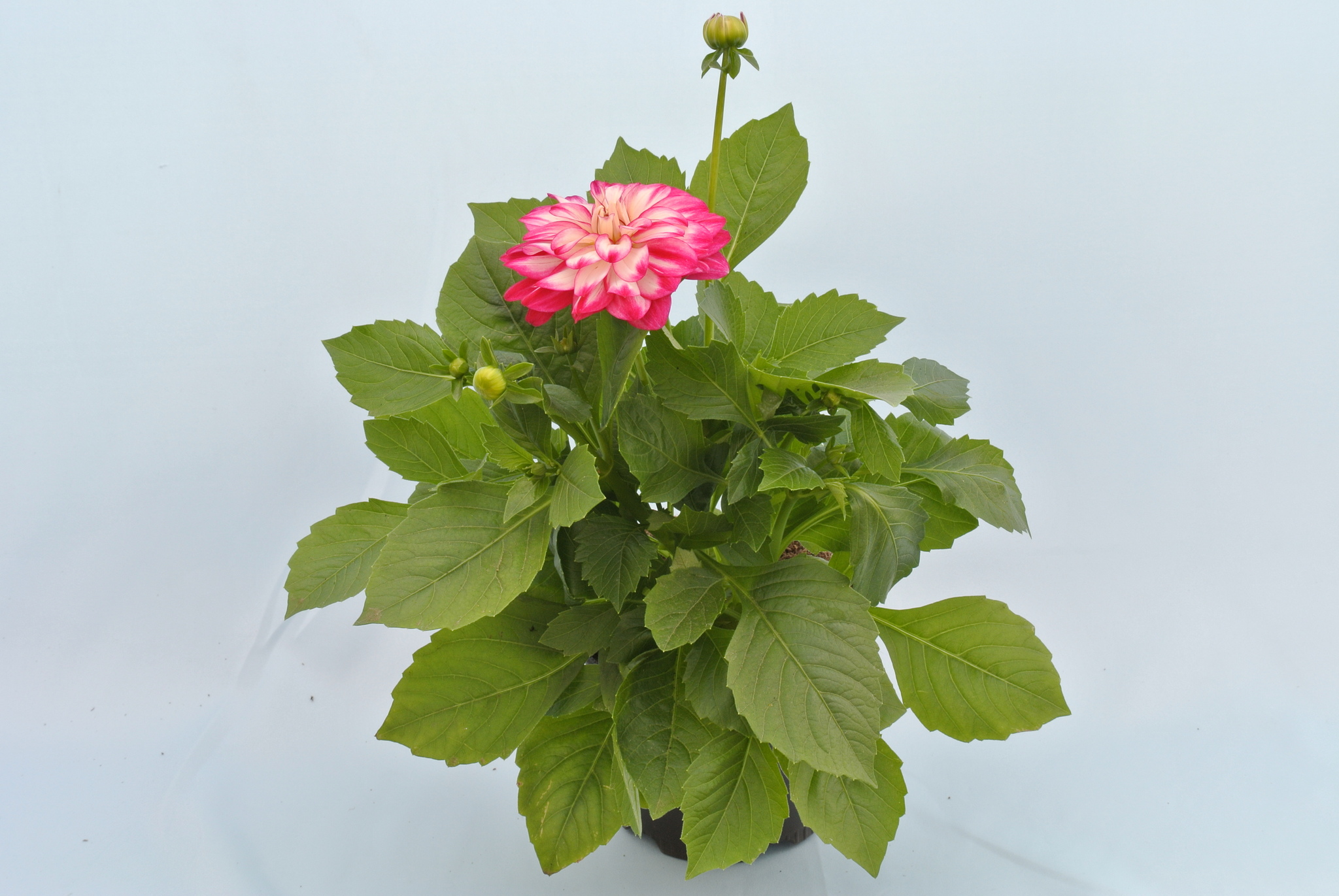 Dahlia Dalina, in ghiveci, 12 cm 