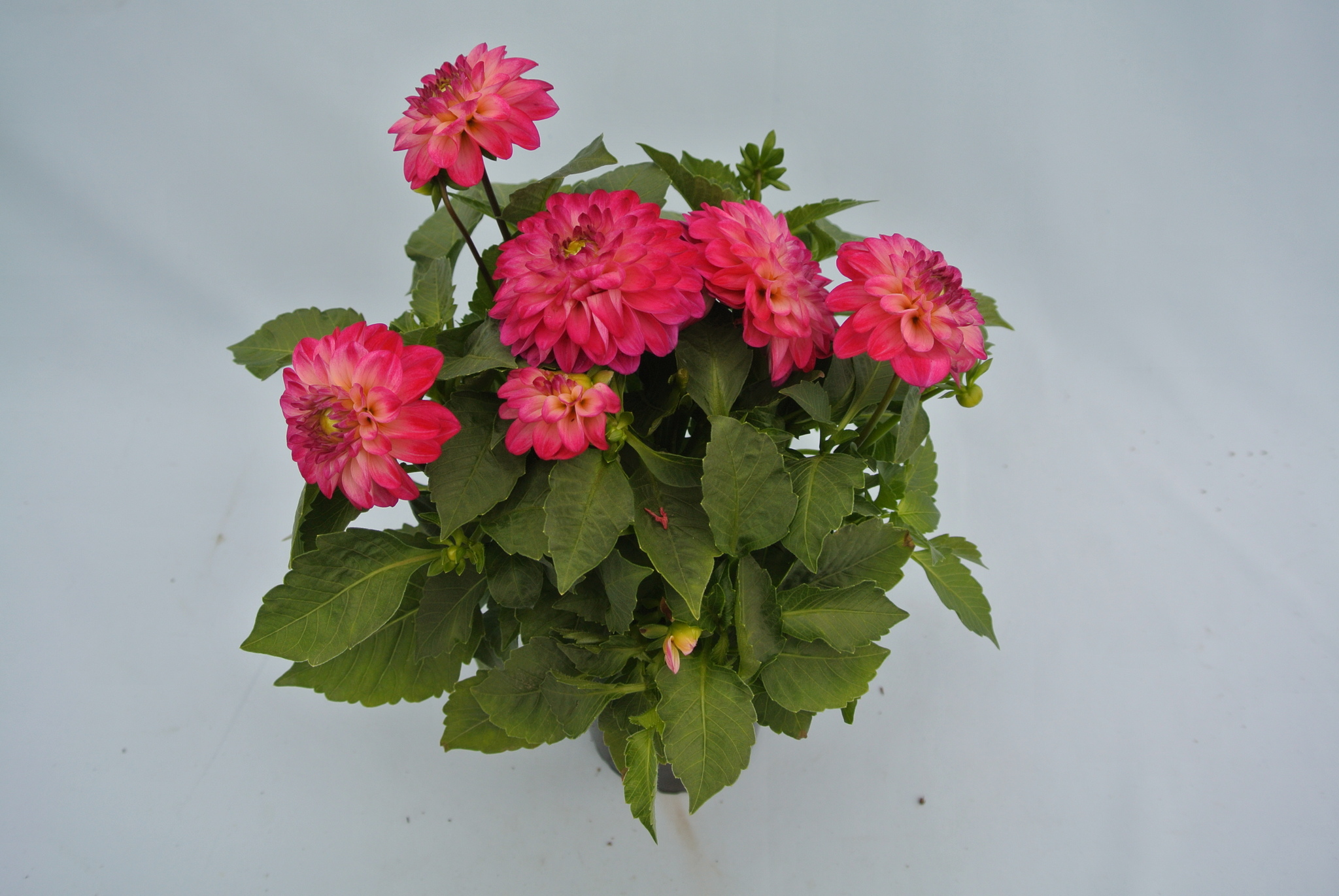 Dahlia Maxi, in ghiveci, 19 cm