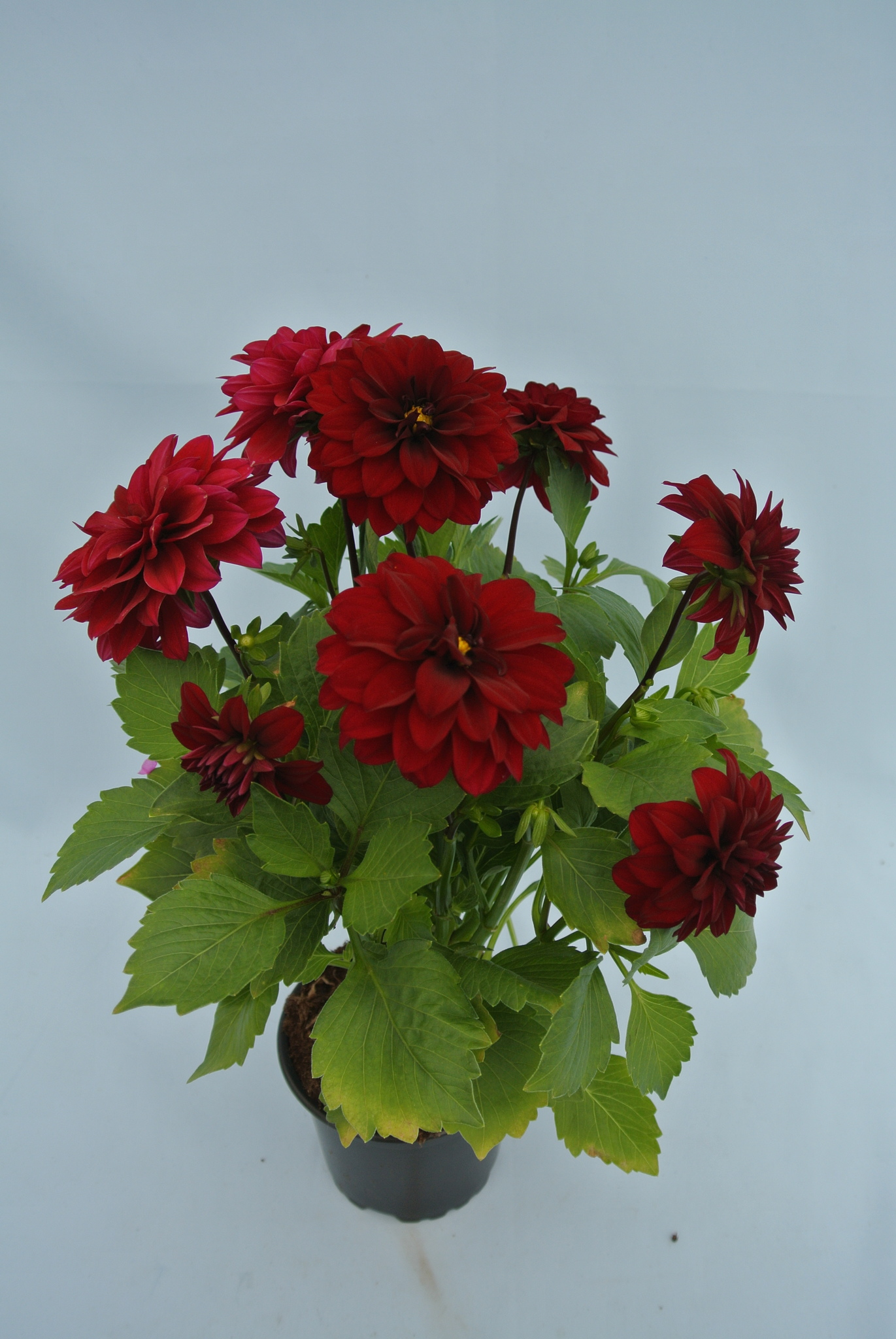 Dahlia Maxi, in ghiveci, 19 cm