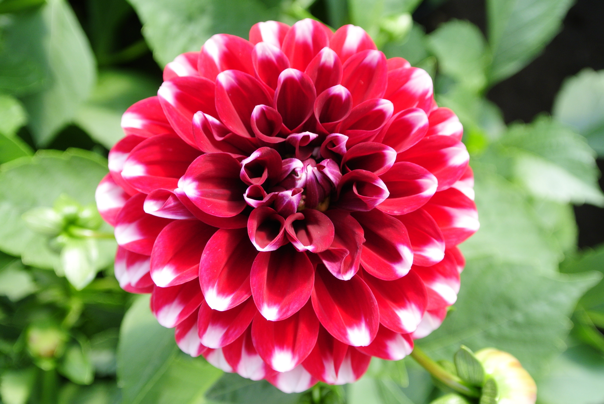 Dahlia Maxi, in ghiveci, 19 cm
