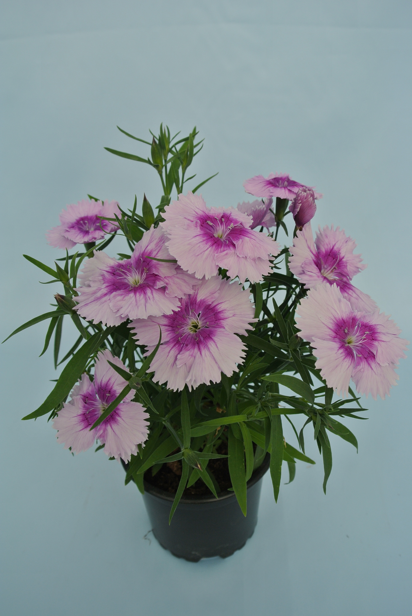 Garoafa chinezeasca (Dianthus chinensis) in ghiveci, D 10.5 cm 