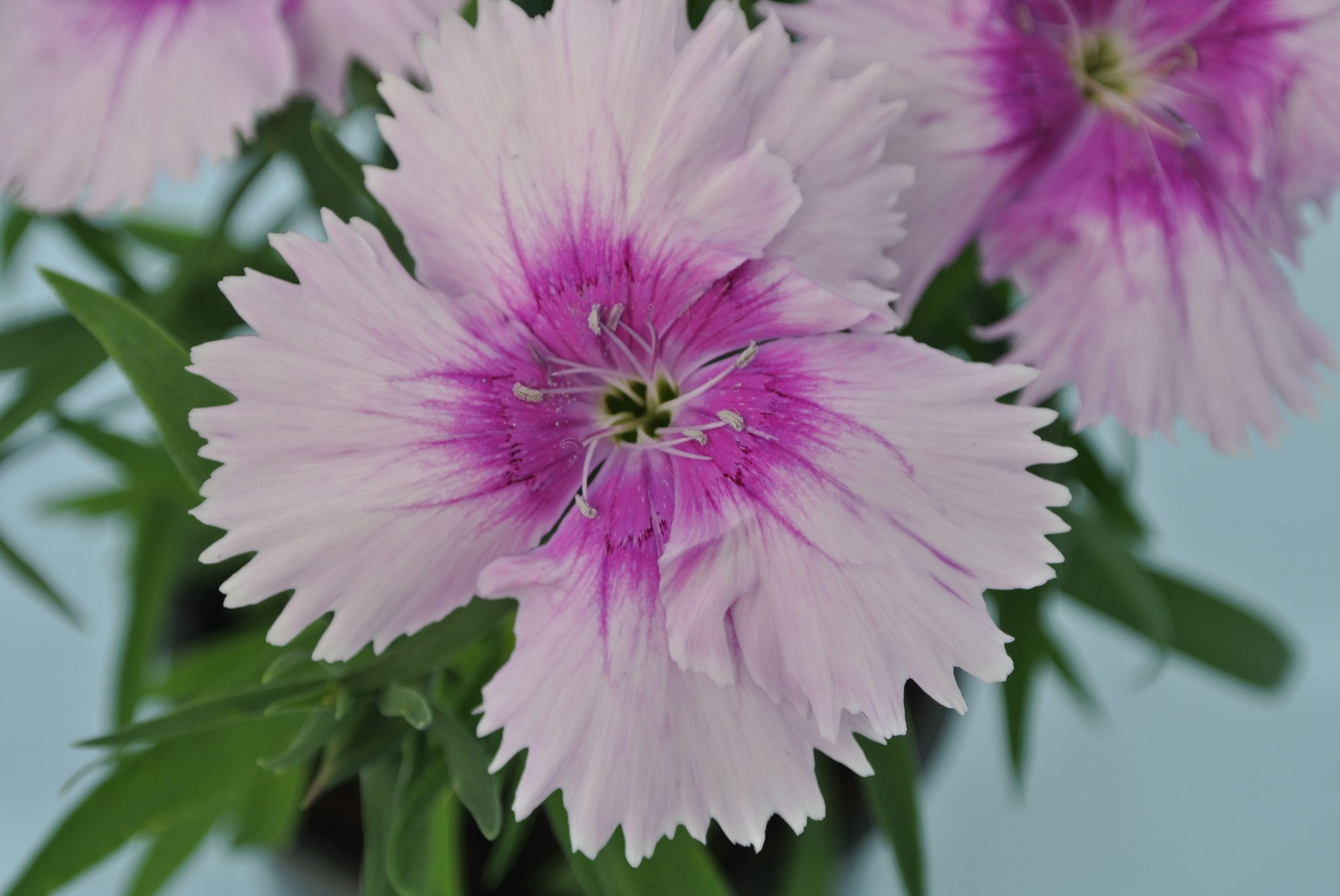 Garoafa chinezeasca (Dianthus chinensis) in ghiveci, D 10.5 cm 