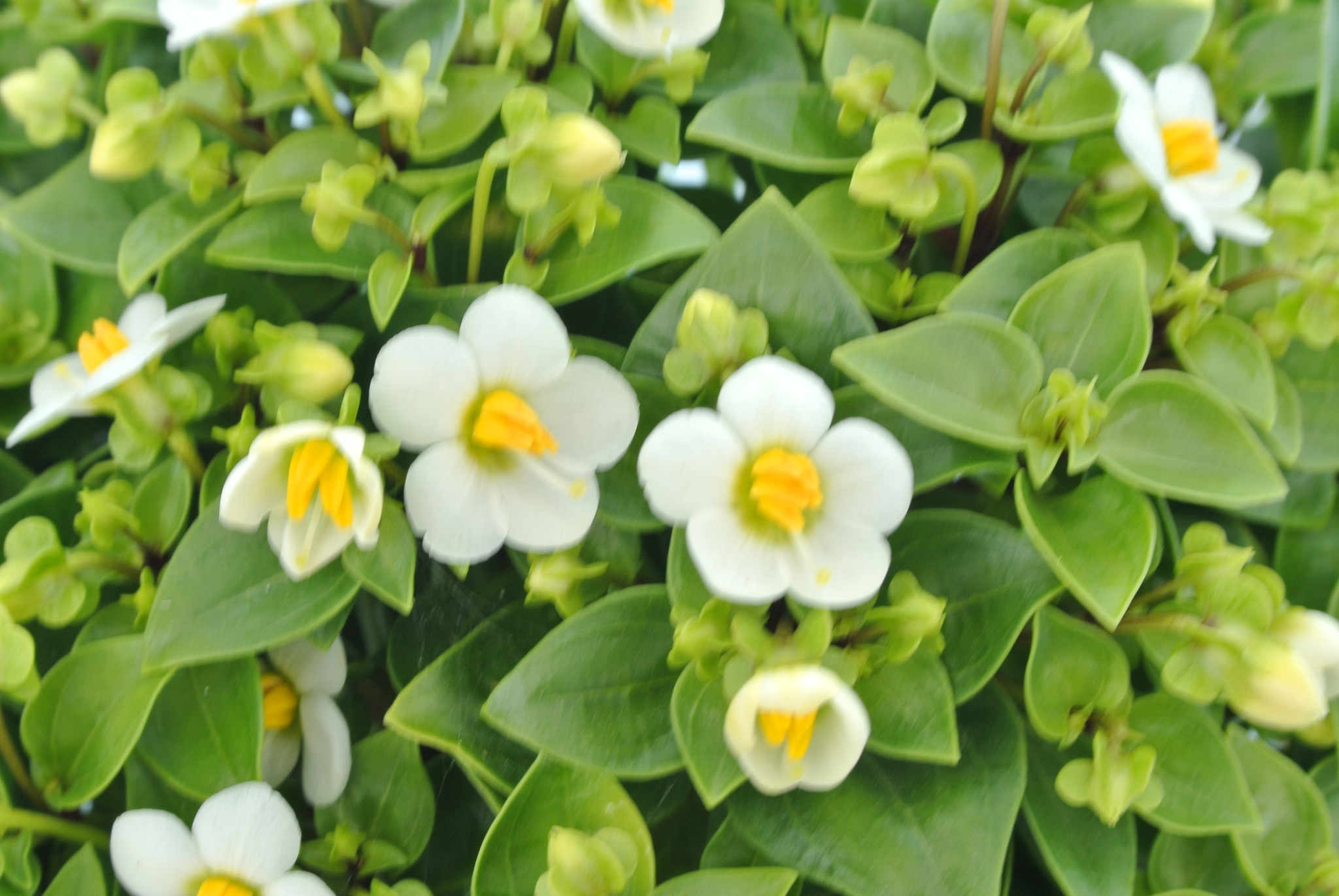 Exacum Affine 10.5
