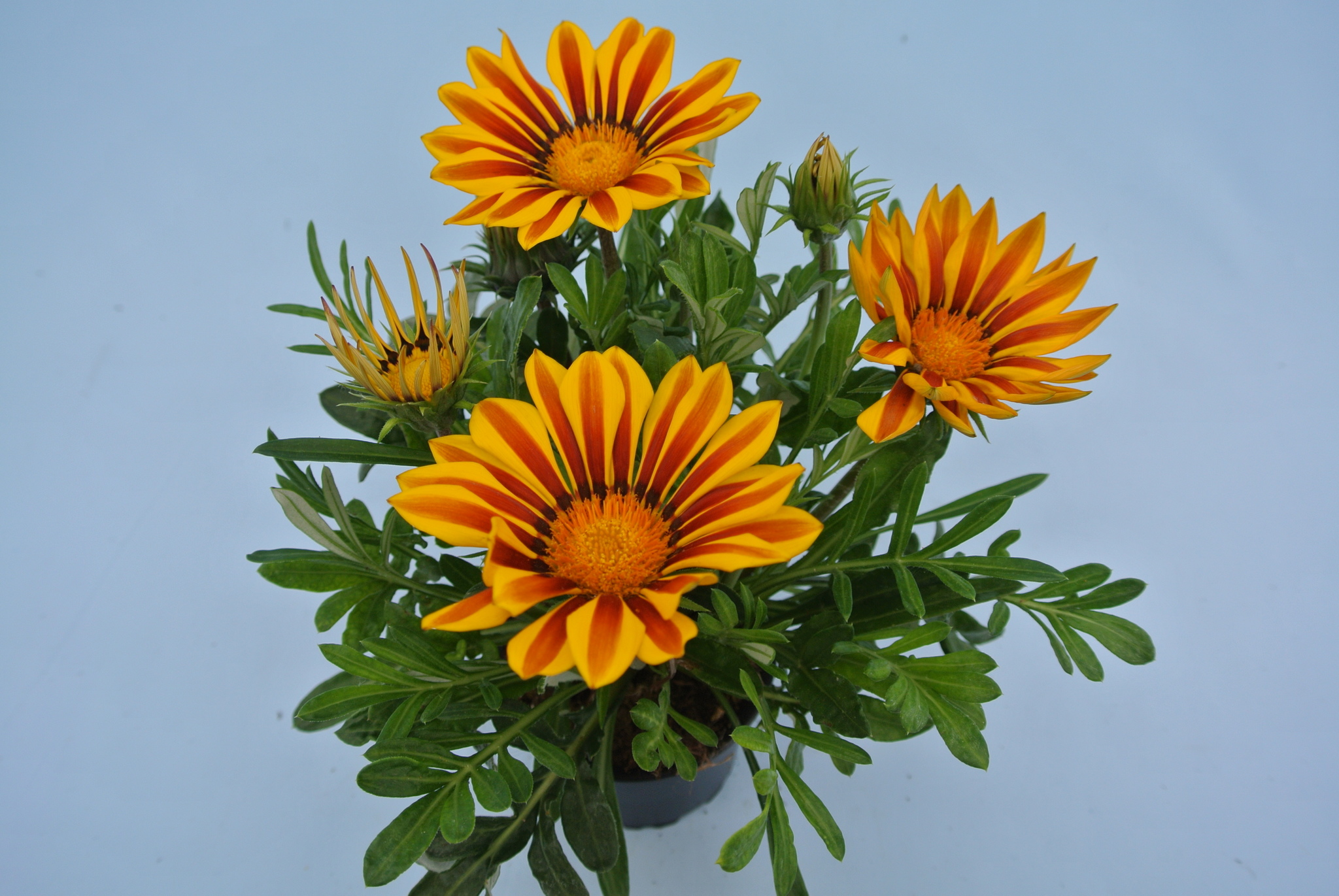 Gazania, in ghiveci, 9 cm 