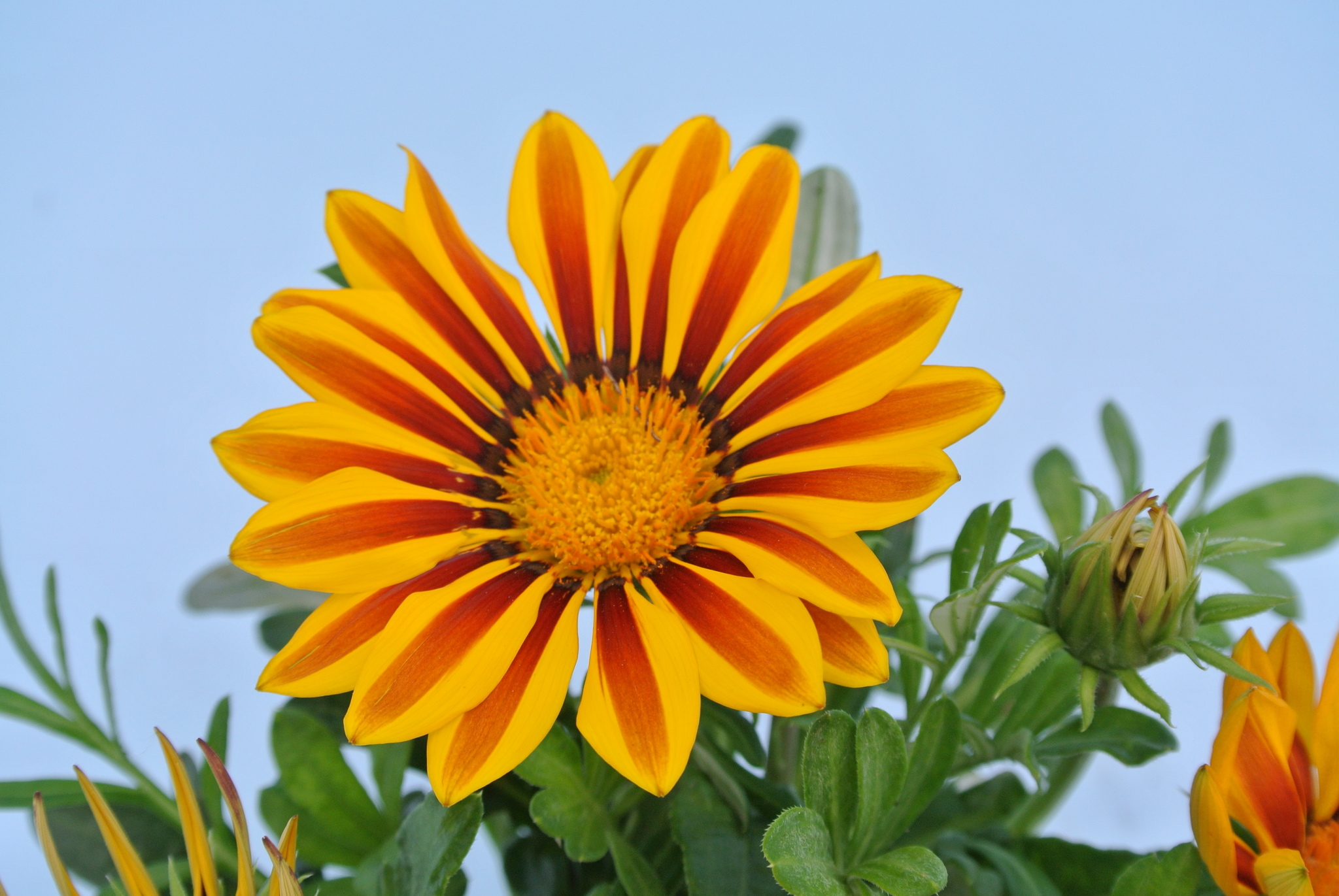 Gazania, in ghiveci, 9 cm 