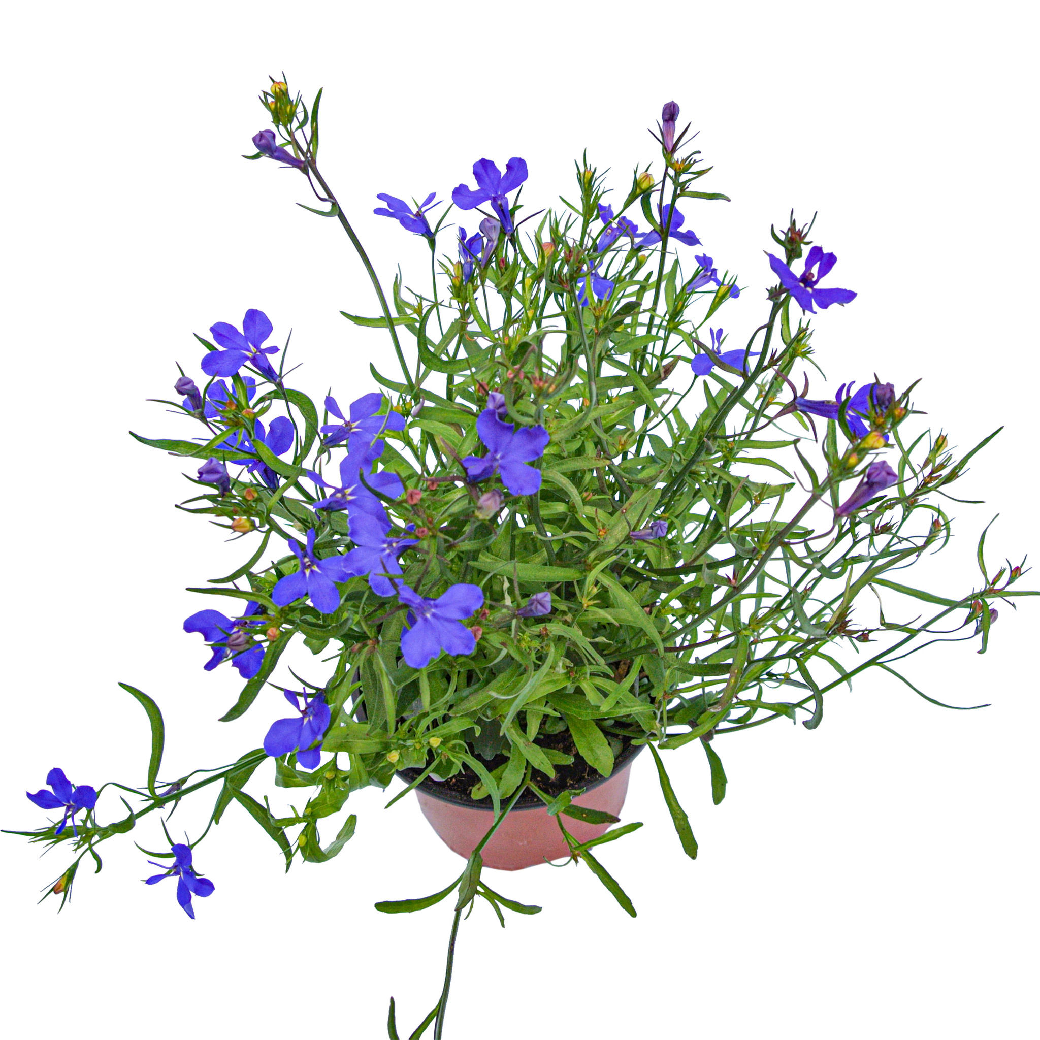 Lobelia, in ghiveci, 9 cm 