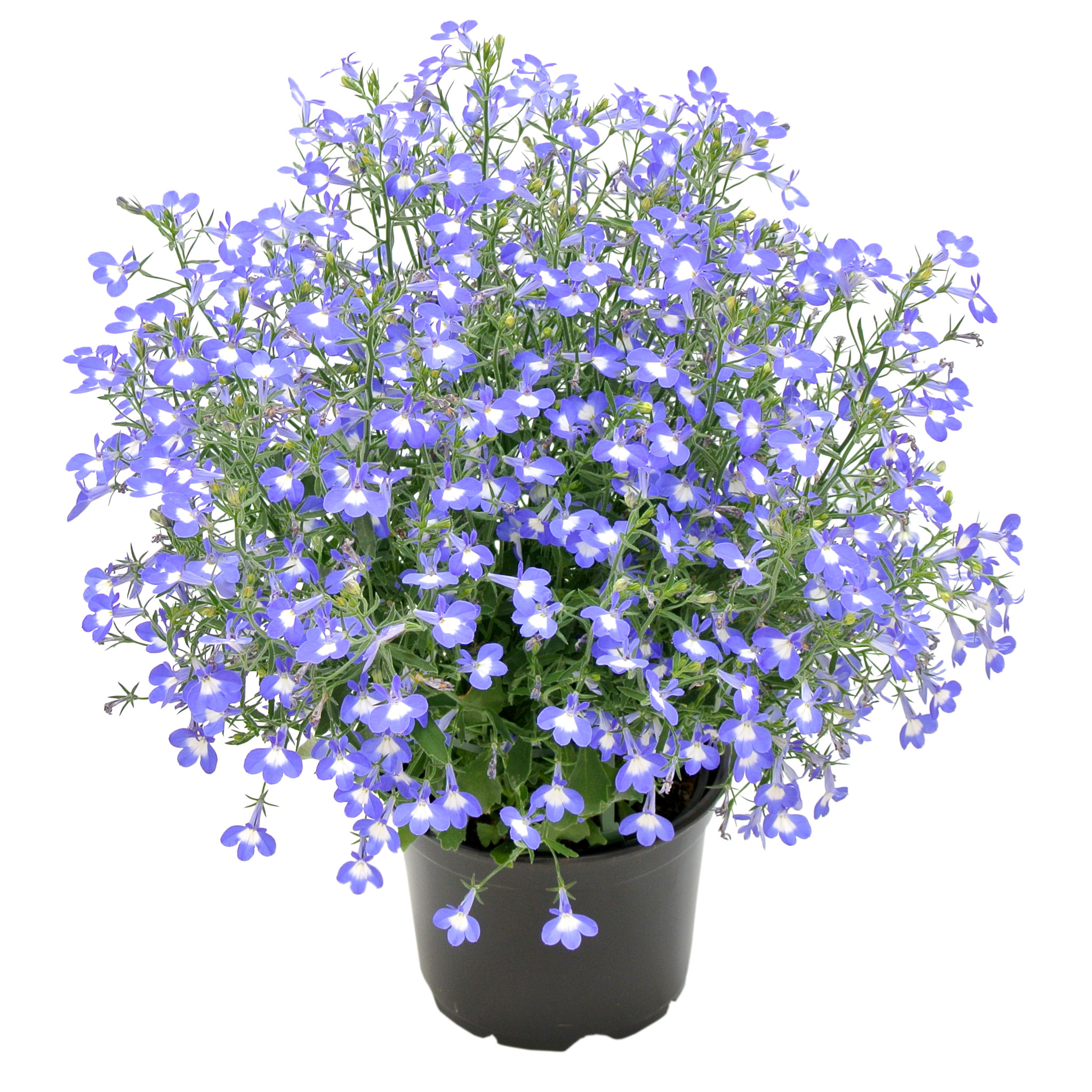 Lobelia Curgatoare, in ghiveci, 12 cm 