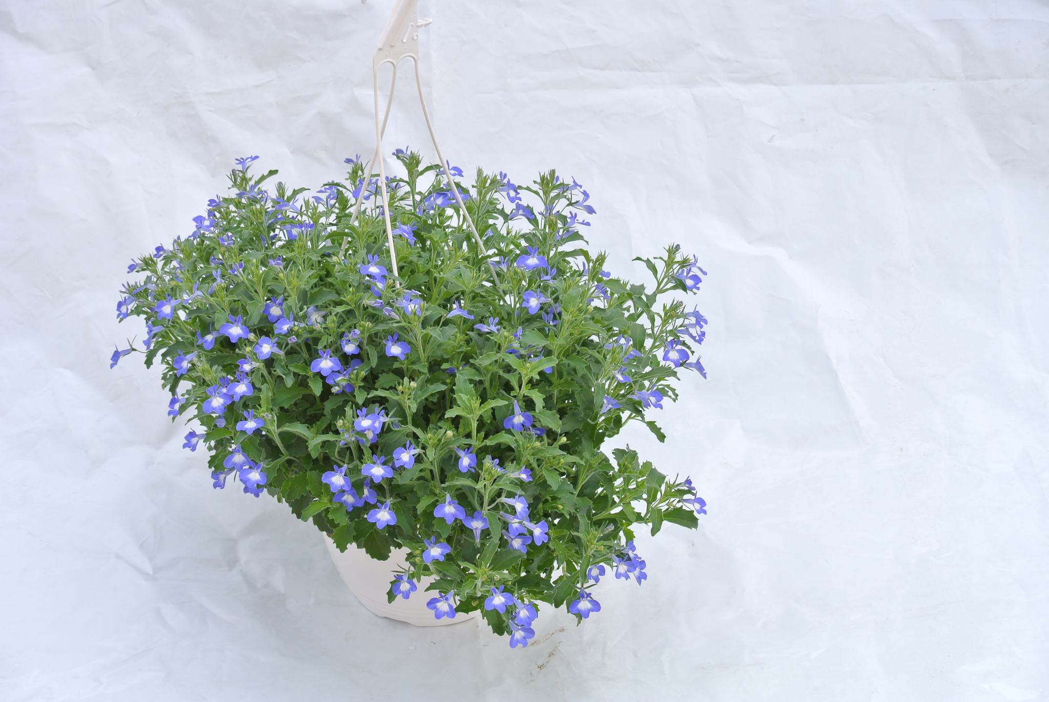 Lobelia Curgatoare, in ghiveci, 19 cm 