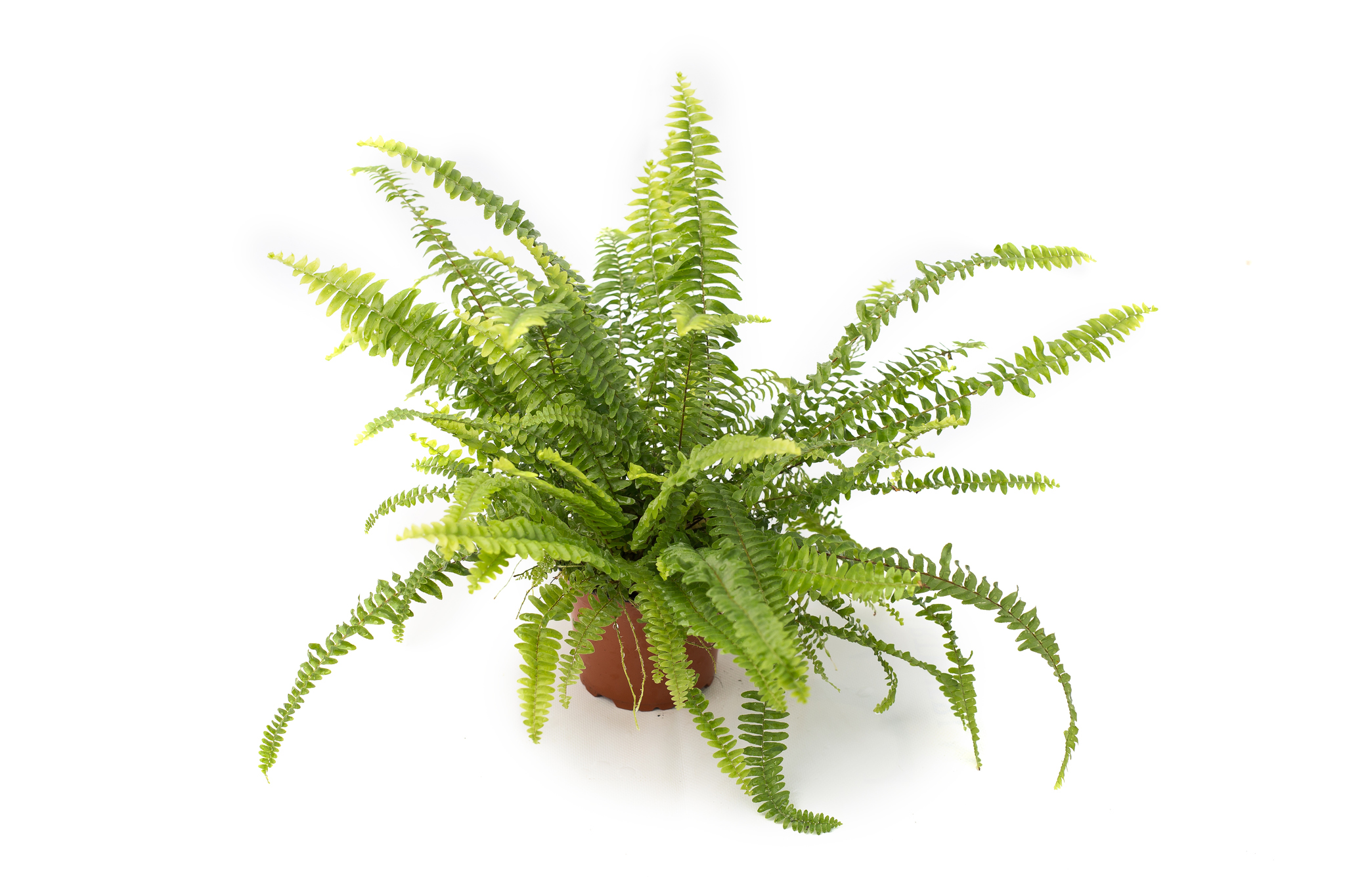 Nephrolepis Exaltata 12