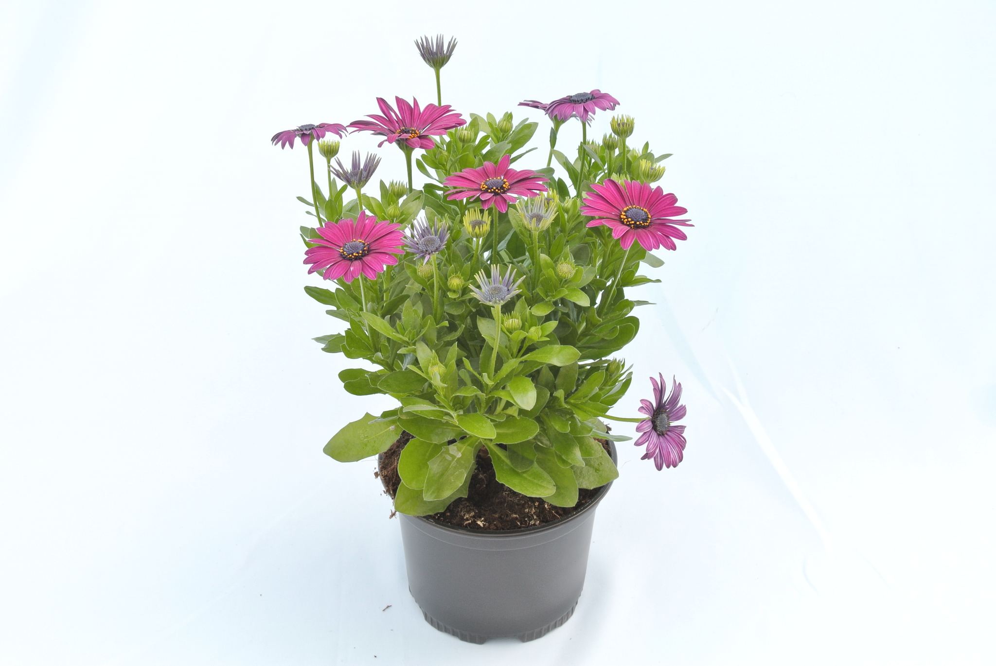 Osteospermum, in ghiveci, 12 cm 