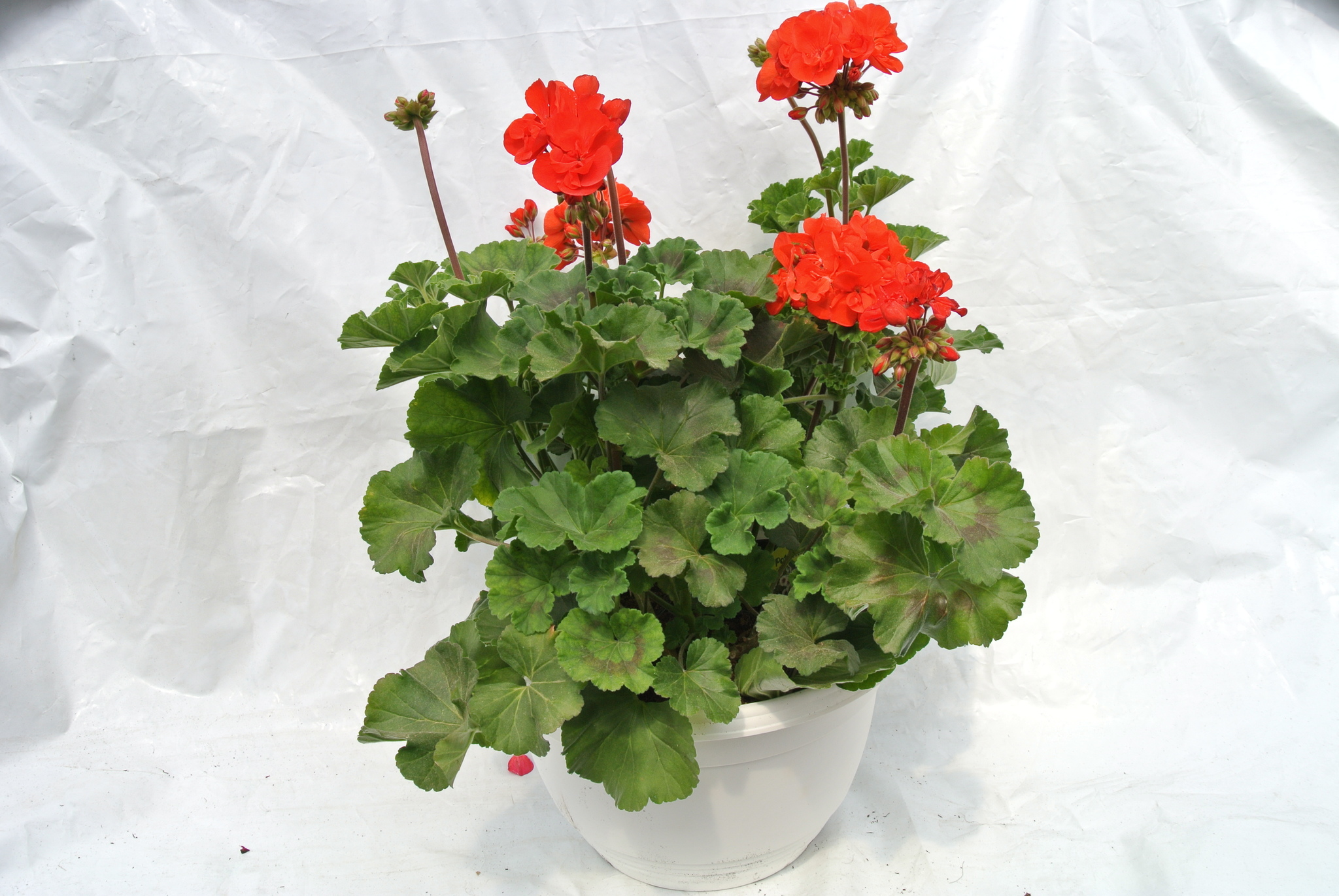 Pelargonium, in ghiveci, 30 cm 