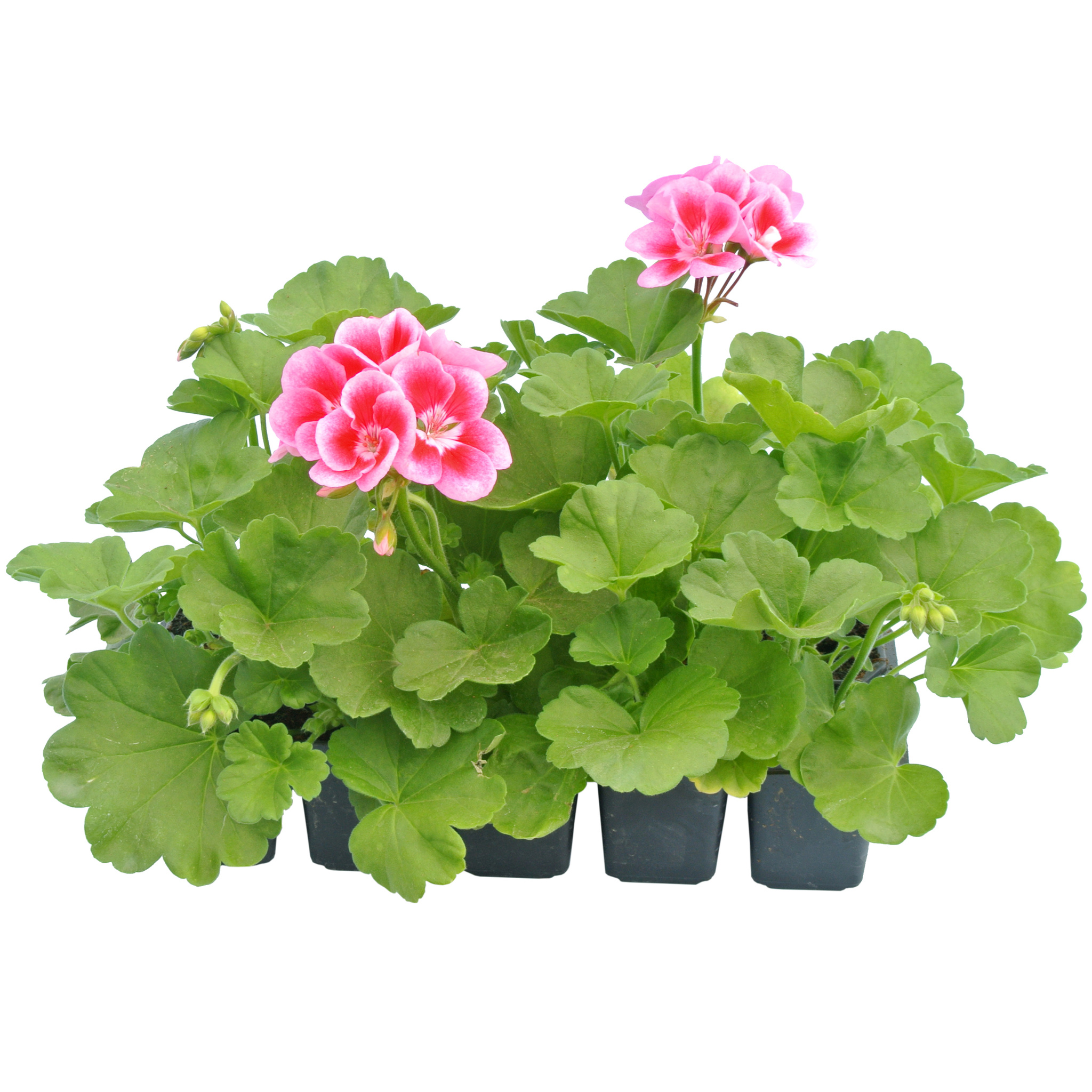 Pelargonium Zonale, in ghiveci, 10 buc 
