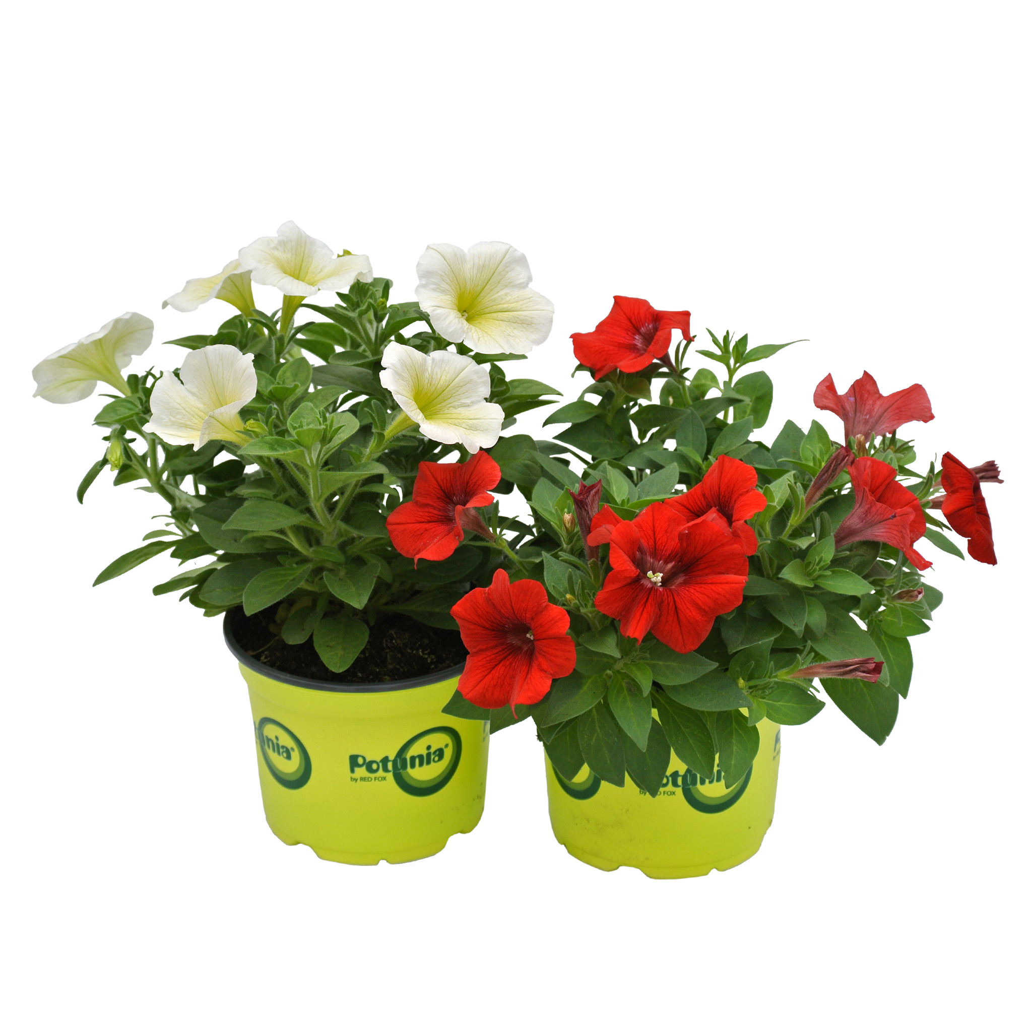 Potunia, in ghiveci, 12 cm  