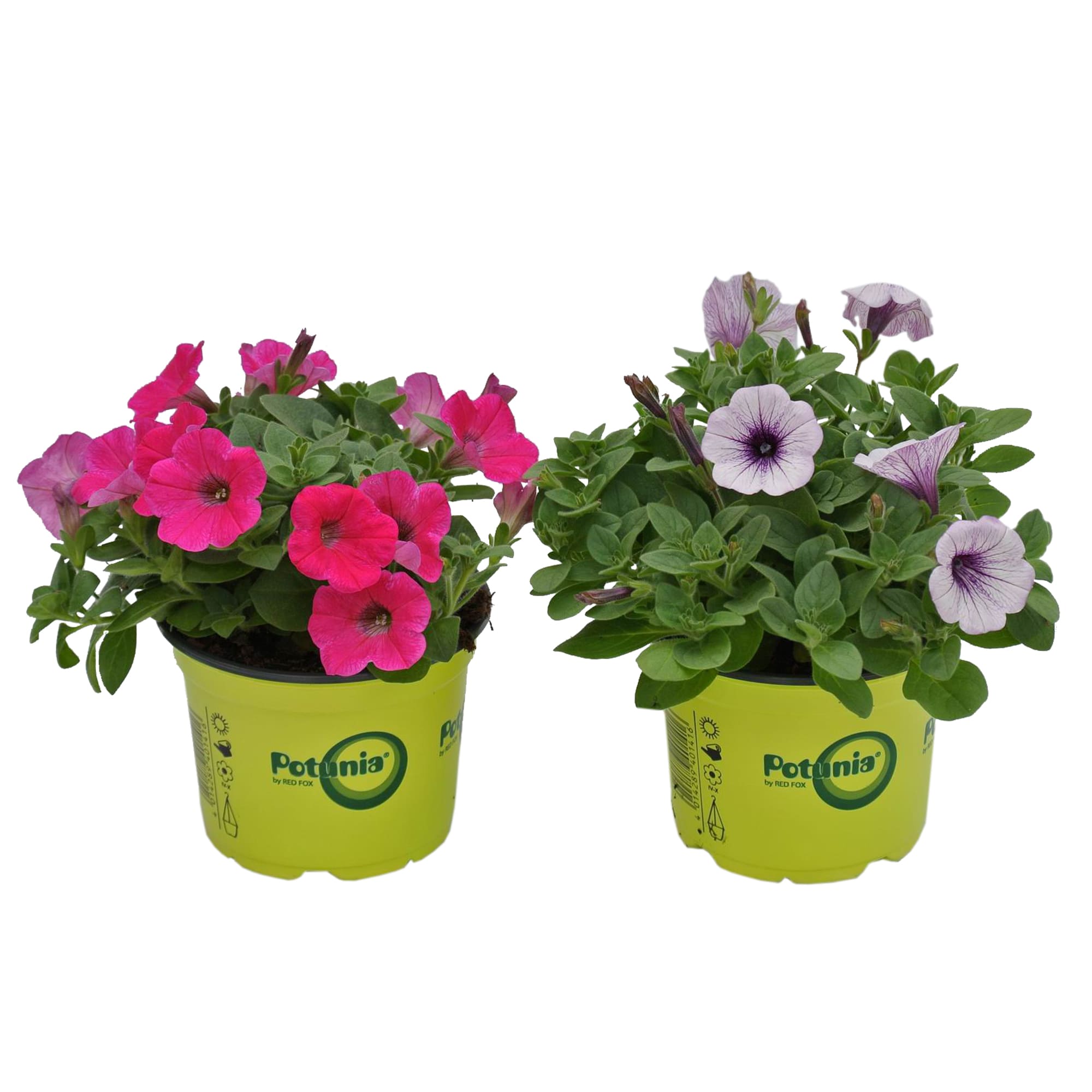 Potunia, in ghiveci, 12 cm  