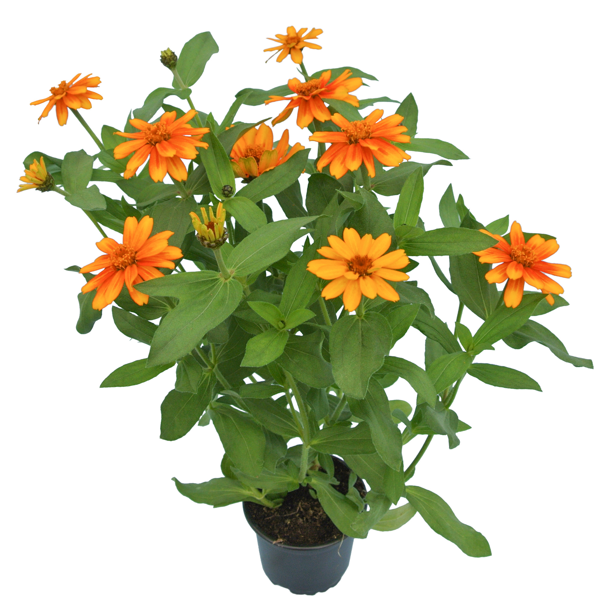 Rudbeckia 10.5