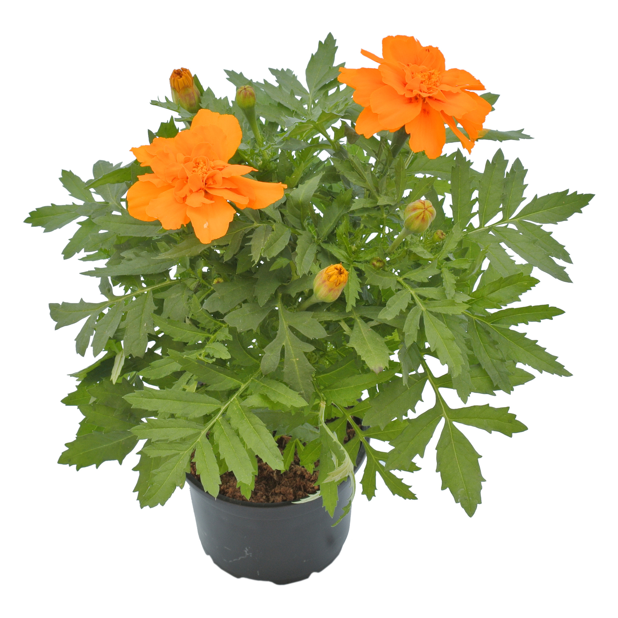 Craite (Tagetes patula) in ghiveci, H 20 cm