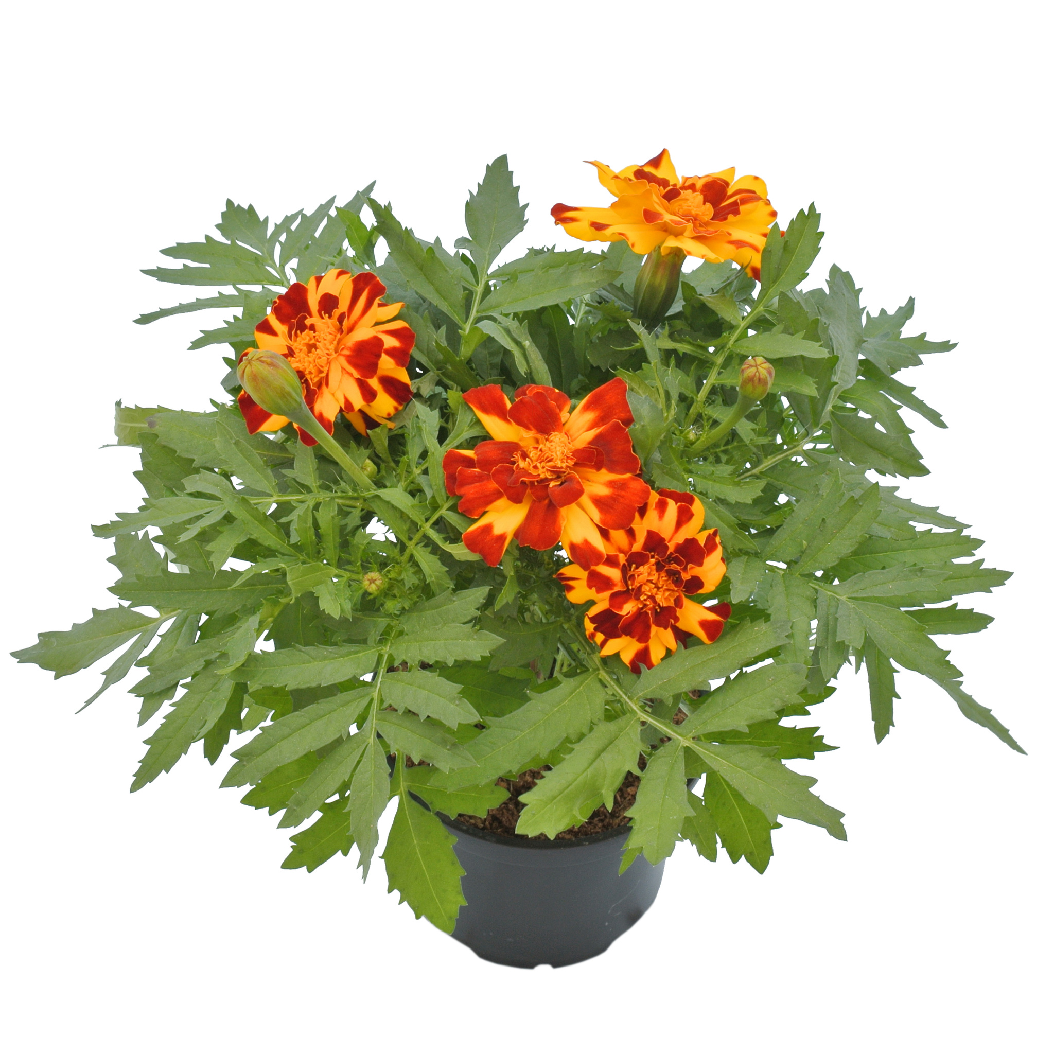 Craite (Tagetes patula) in ghiveci, H 20 cm
