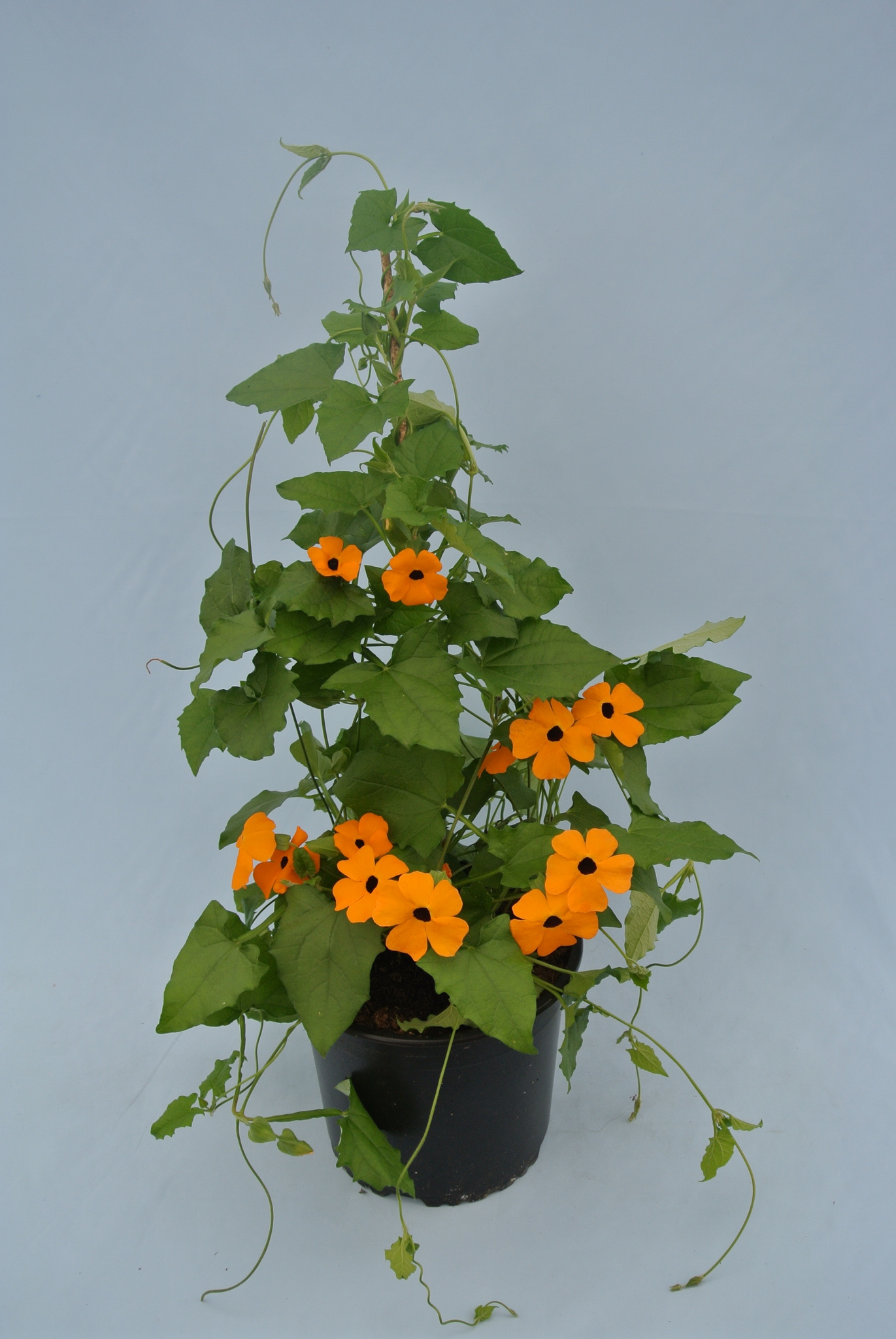 Thunbergia Alata 19