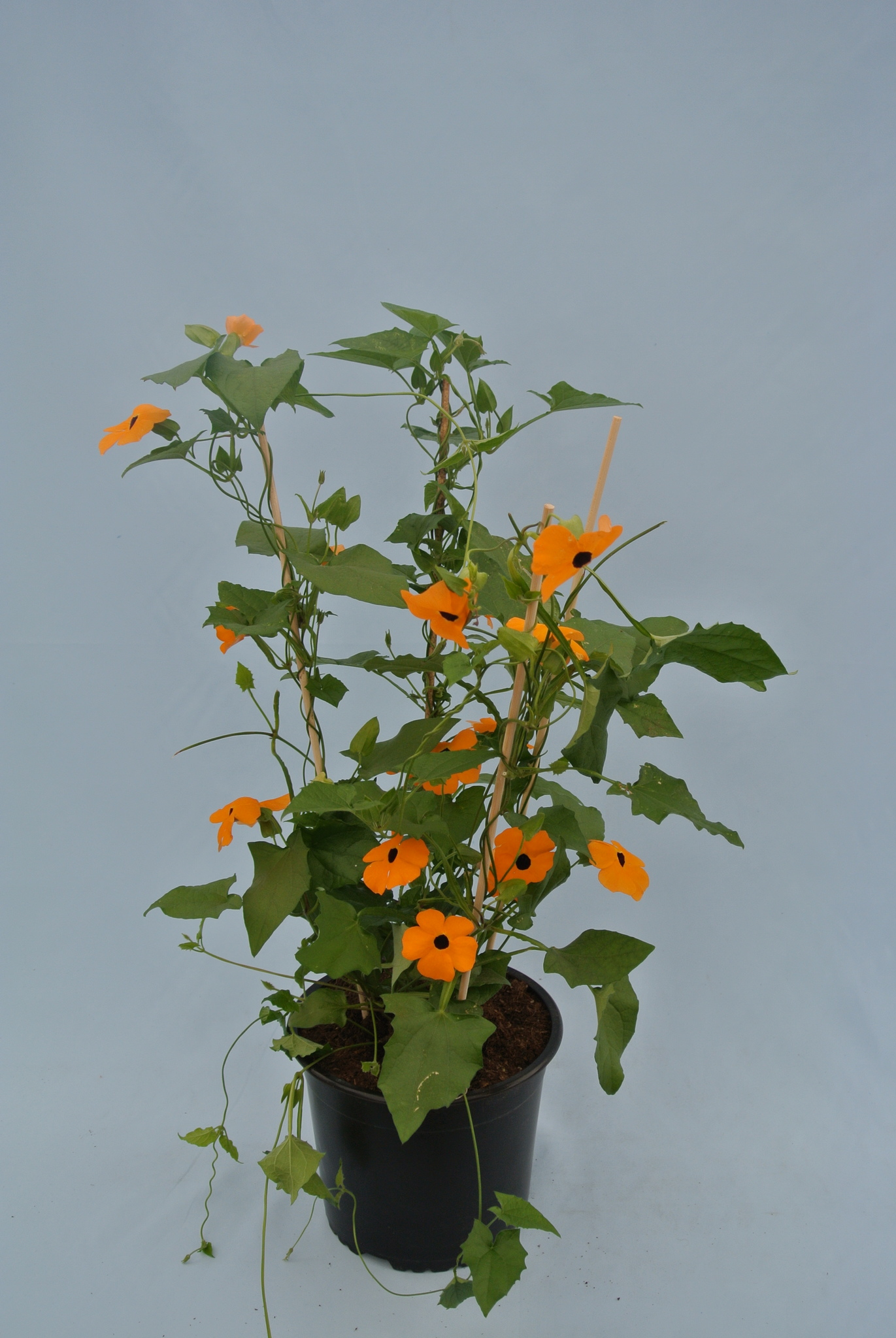 Thunbergia Alata 19