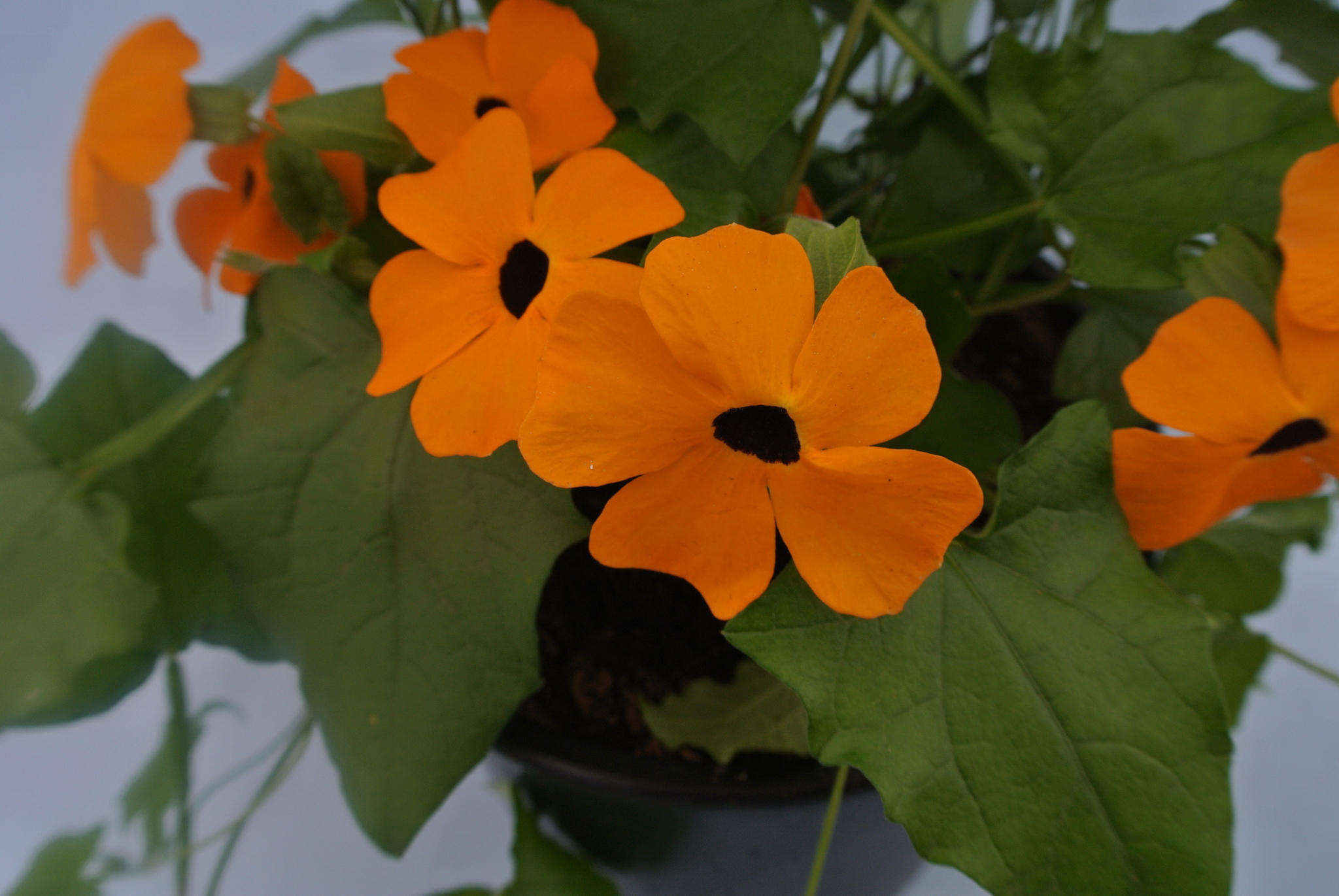 Thunbergia Alata 19