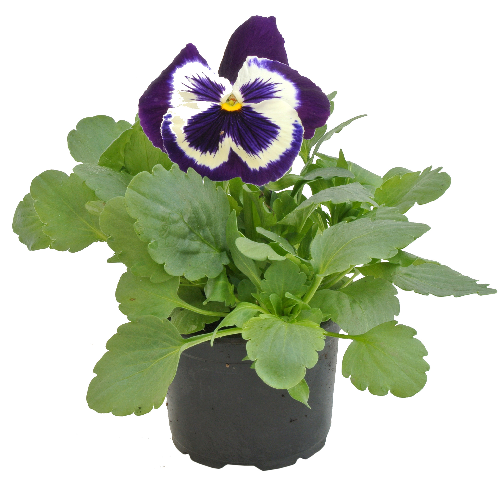 Panseluta (Viola x wittrockiana) in ghiveci, D 9 cm, H 15-25 cm