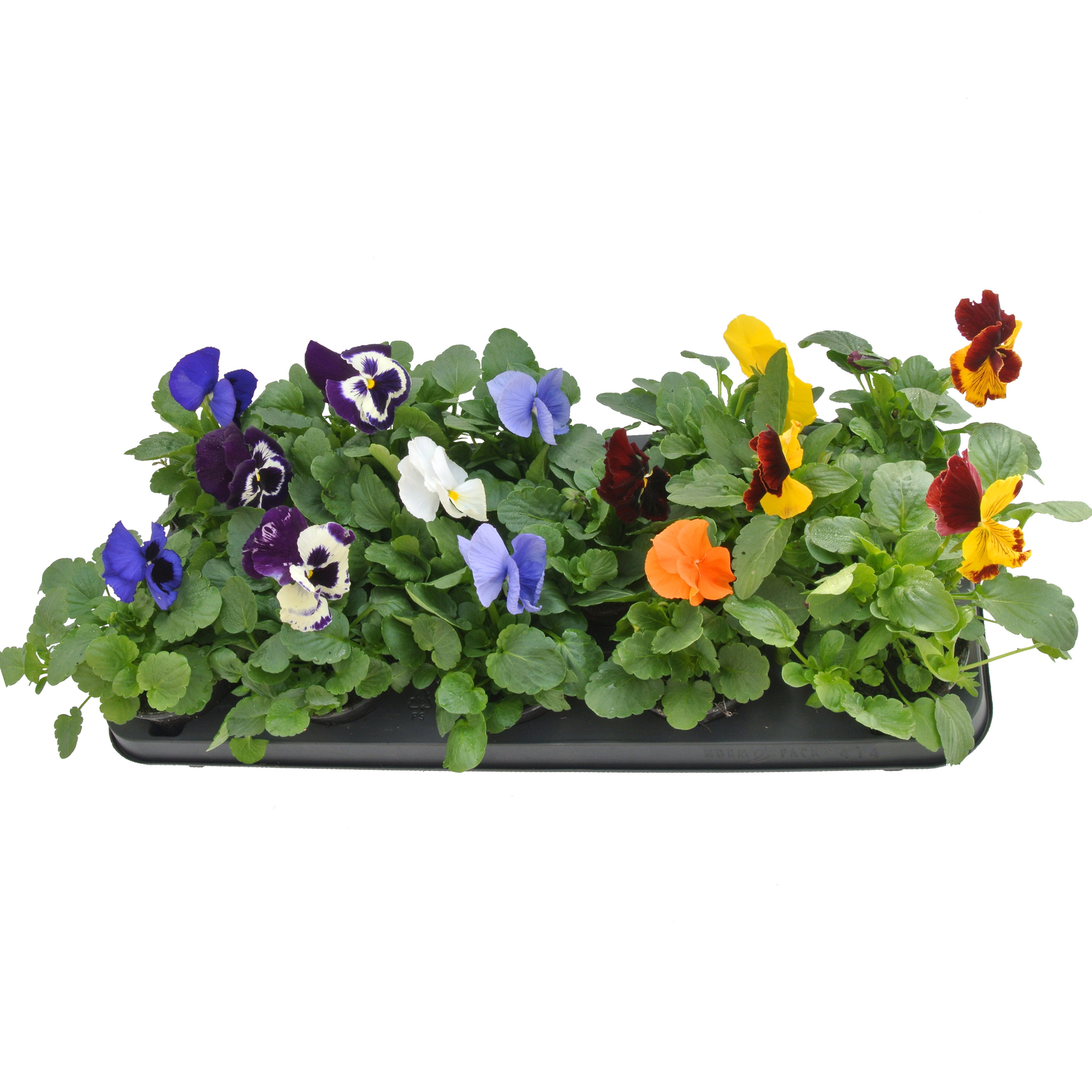 Panseluta (Viola x wittrockiana) in ghiveci, D 9 cm, H 15-25 cm