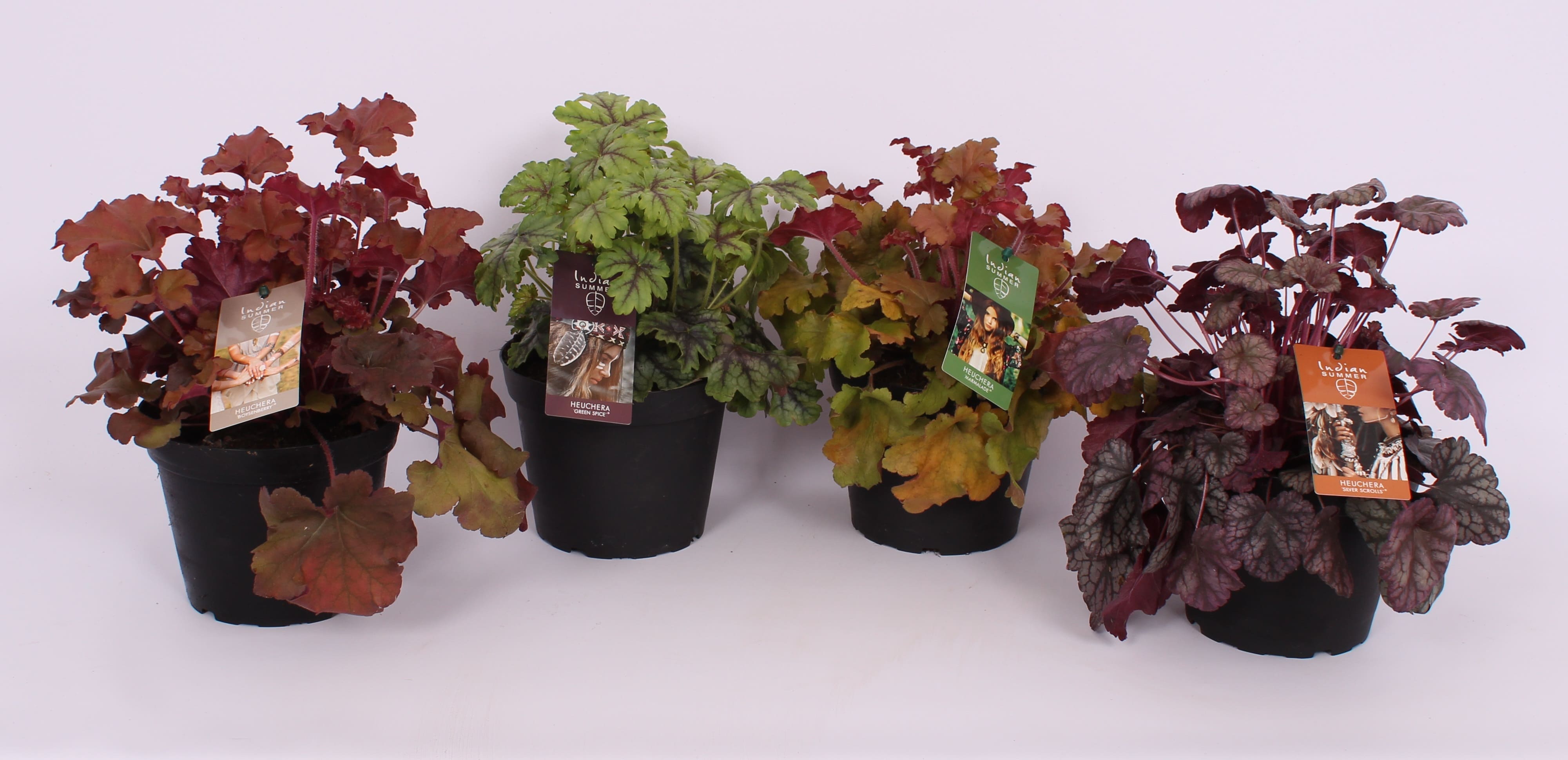 Heuchera, 15 cm 