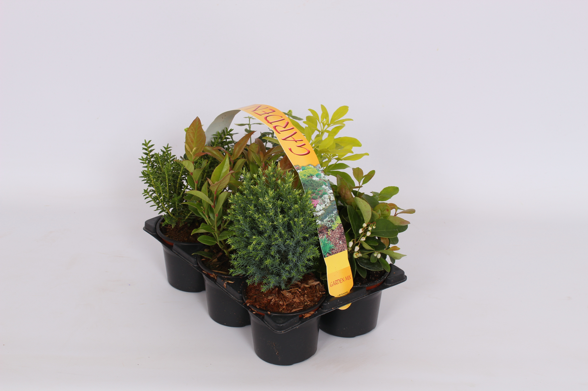 Shrub 6 Pack