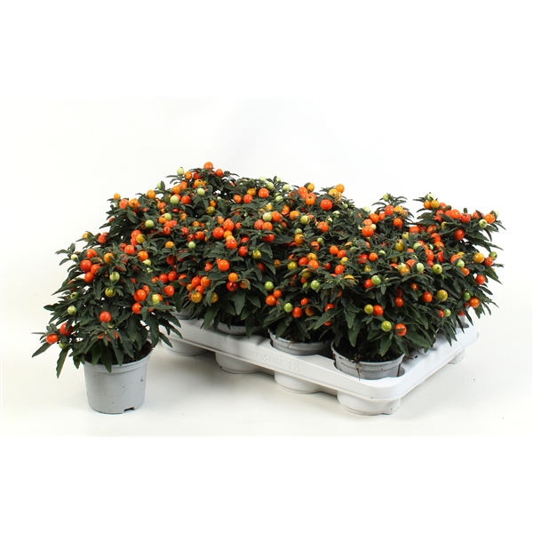 Solanum Pseudocapsicum 12 cm