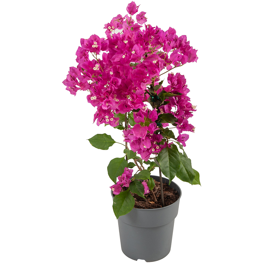 Floarea de hartie Bougainvillea, D 21 cm, H 70 cm