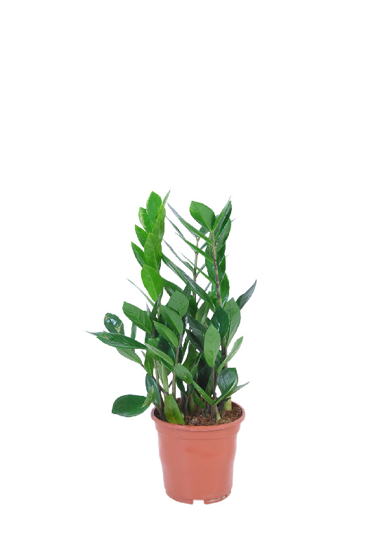 Planta Zamioculcas Zamiifolia, in ghiveci, 12 cm