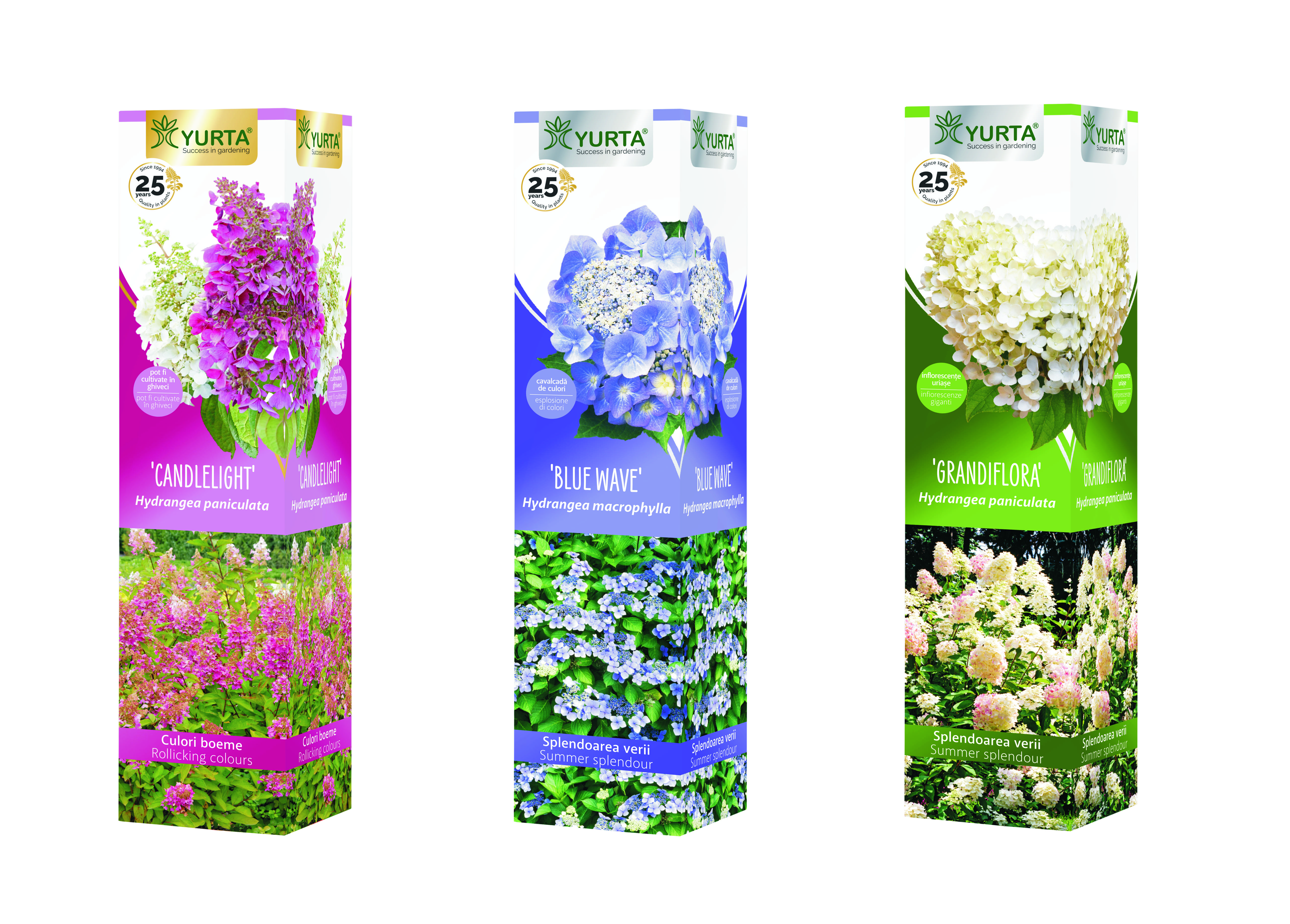 Hortensie