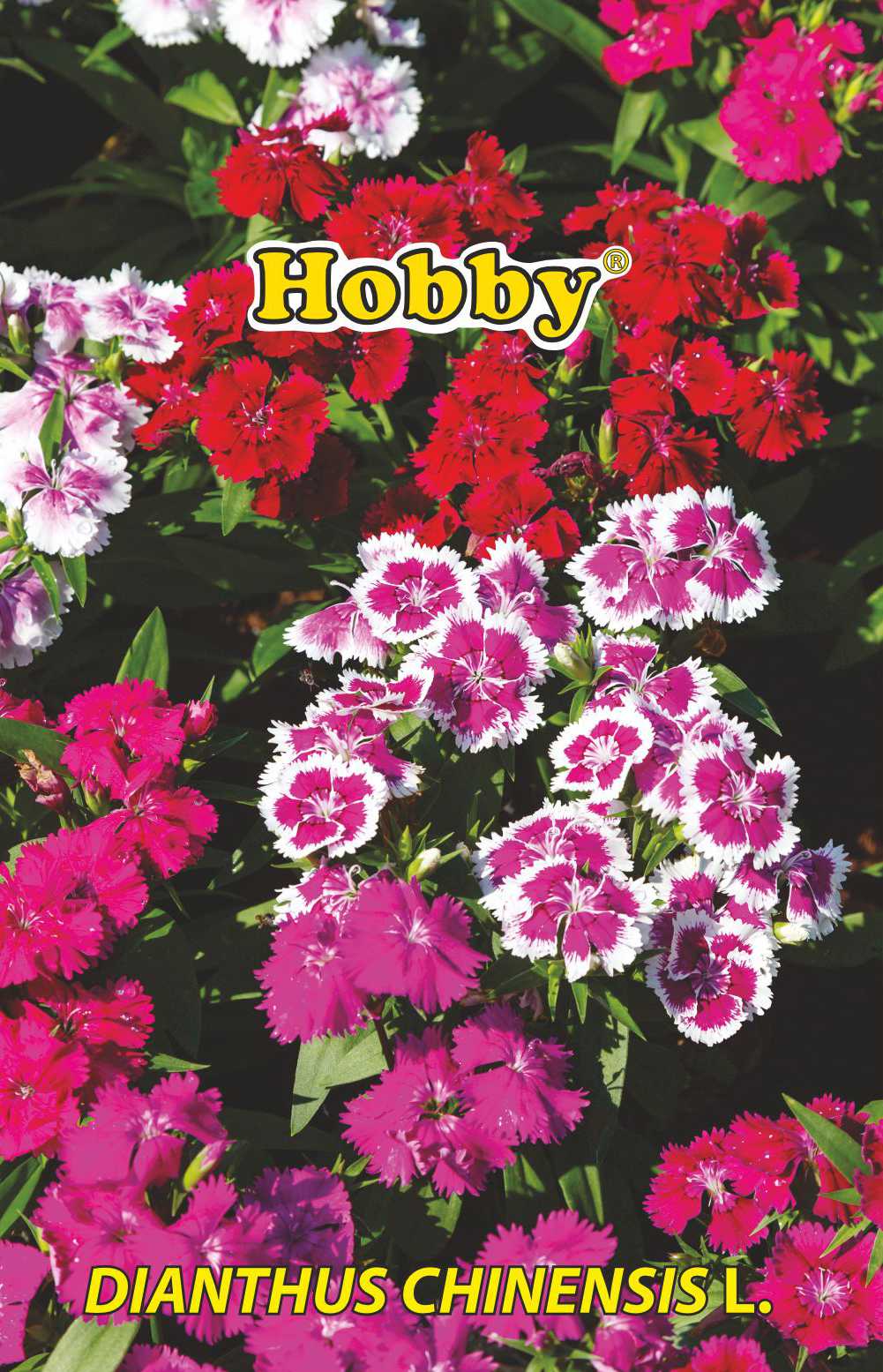 Seminte garoafe chinezesti  Hobby