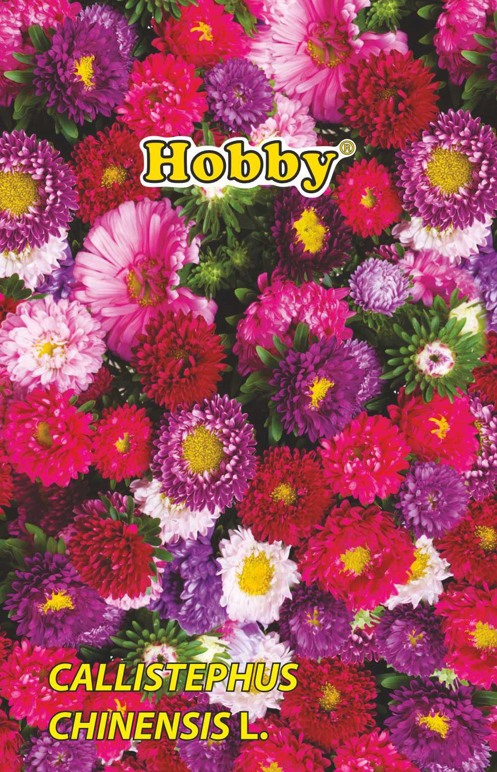 Seminte ochiul boului pitic  Hobby