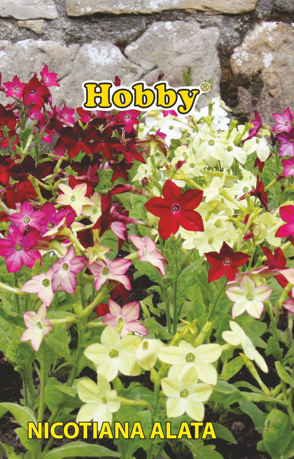Seminte regina noptii  Hobby