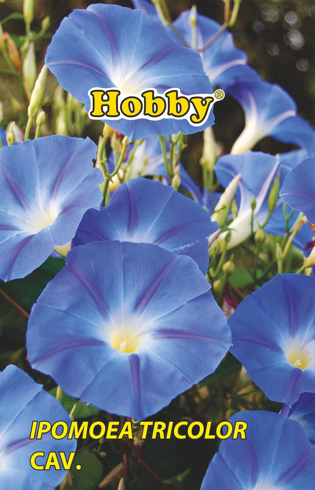 Zorele Albastru 1G Plic. Hobby