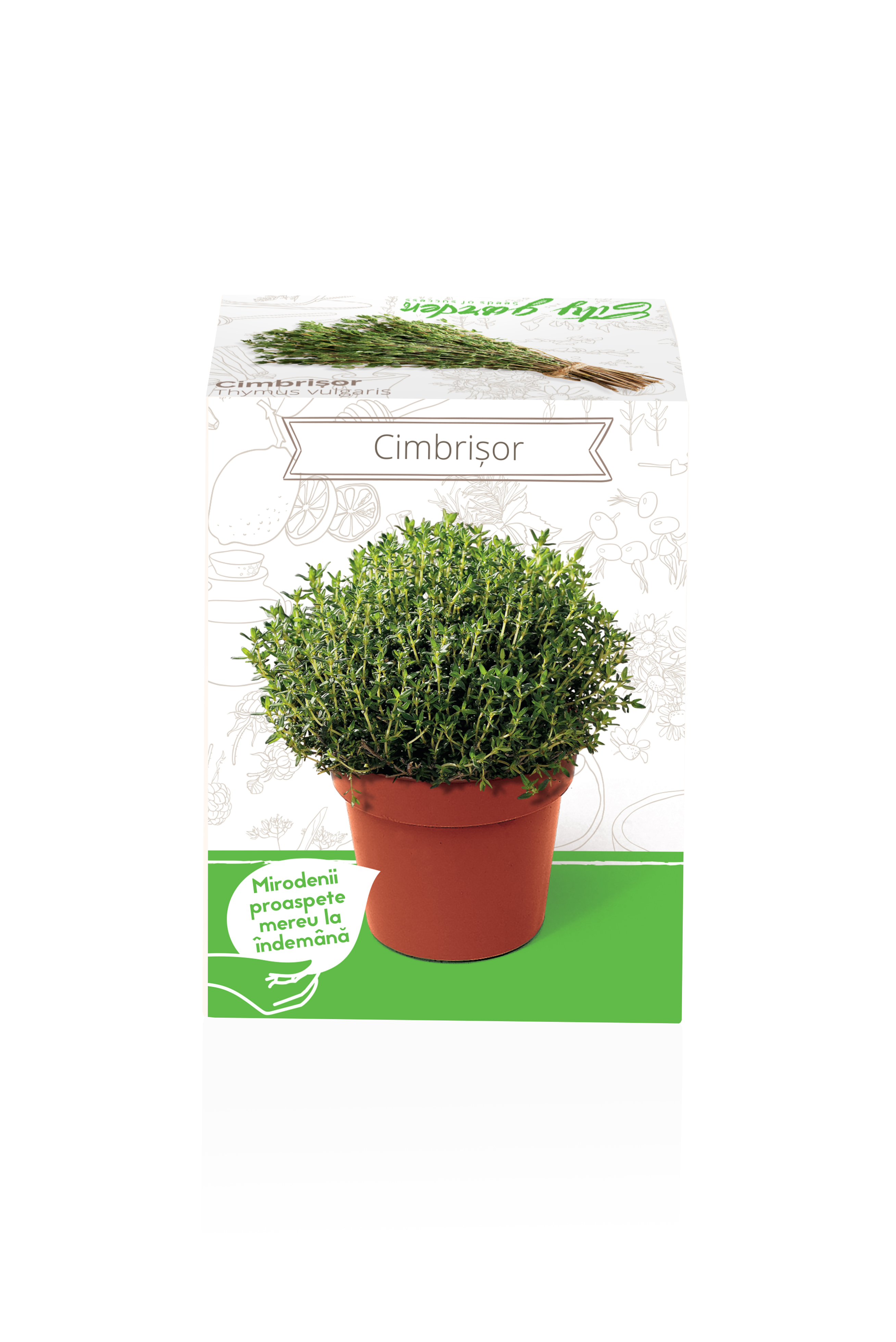 Cimbrisor