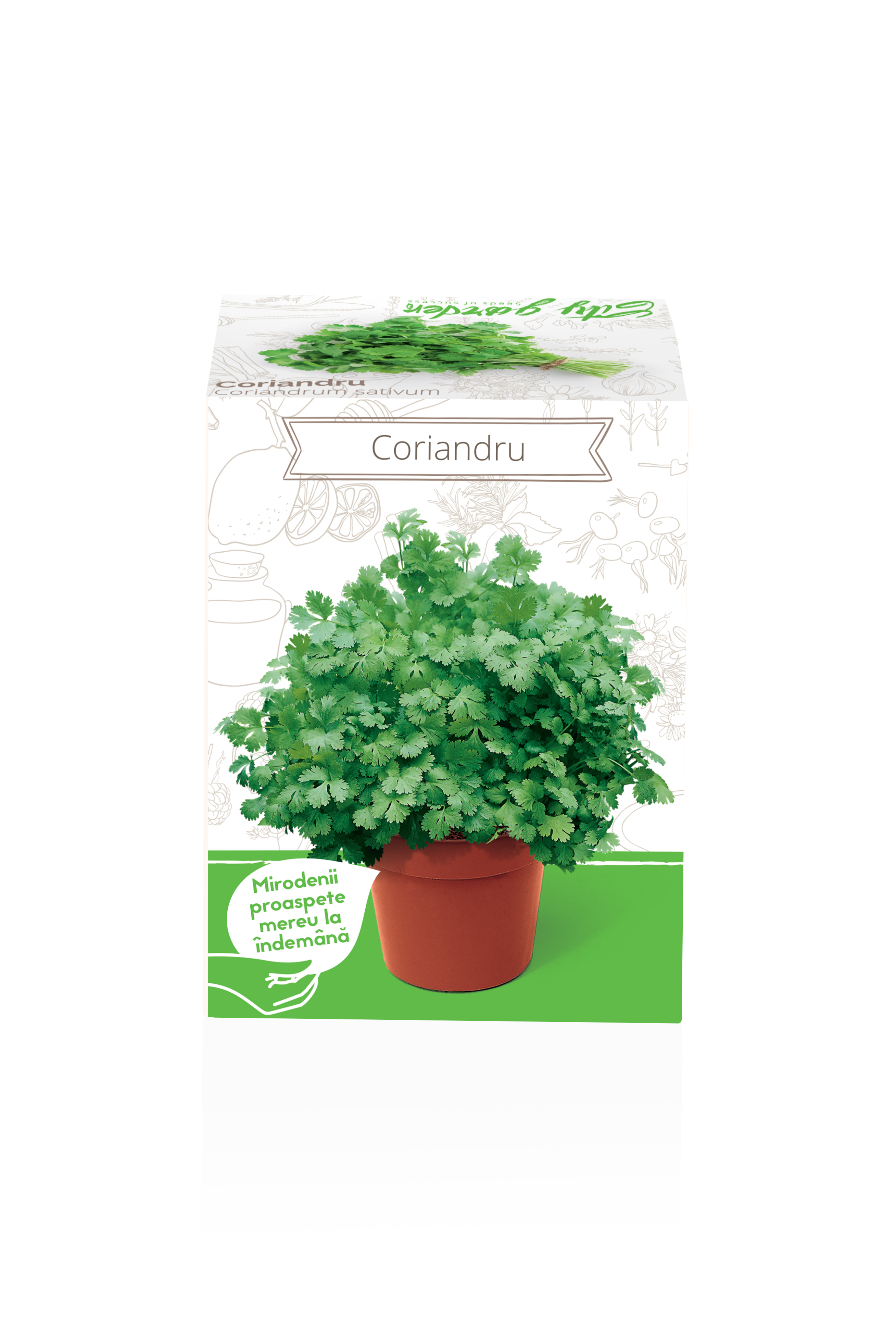 Seminte coriandru Coriandrum Sativum YURTA PROD, 135 g