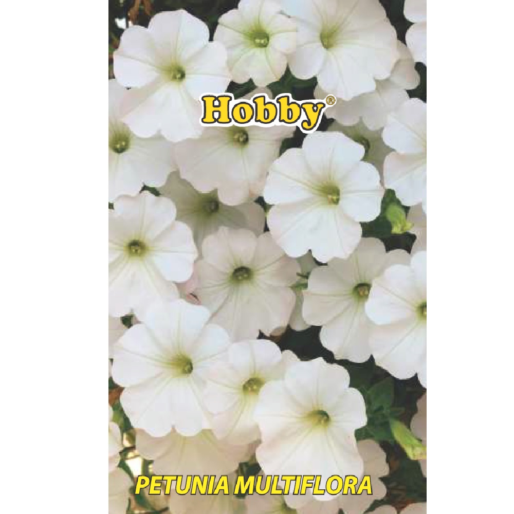 Seminte petunia, alba   Hobby
