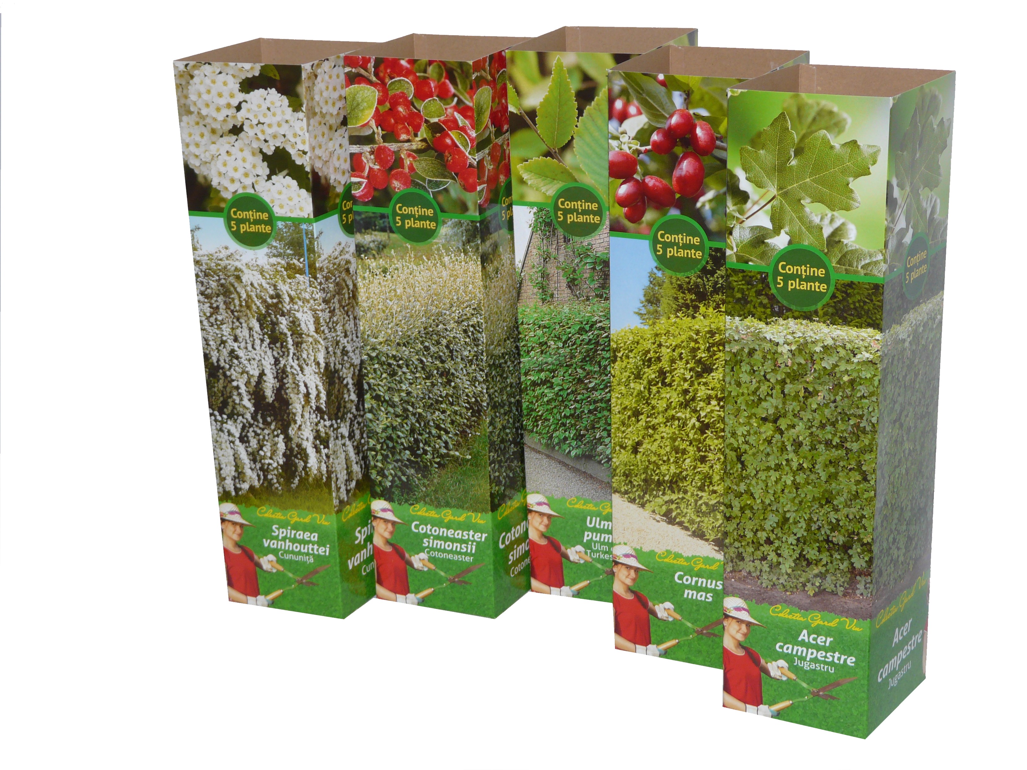 Arbusti Ornamentali