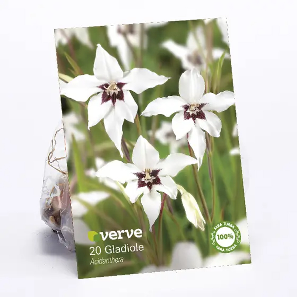Bulbi Gladiola Murielae VERVE, alb