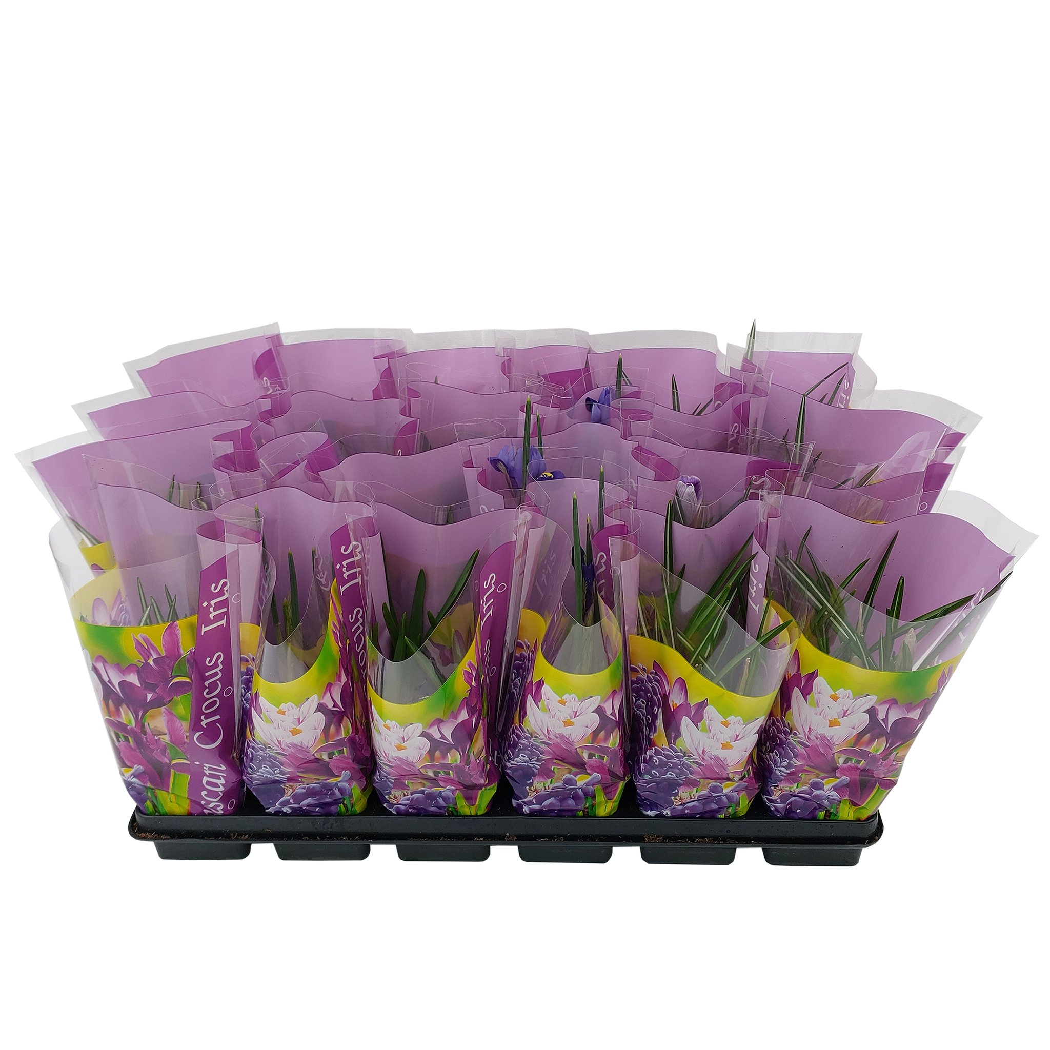Bulbi mix cu celofan Color DALIA PROD, 1 buc