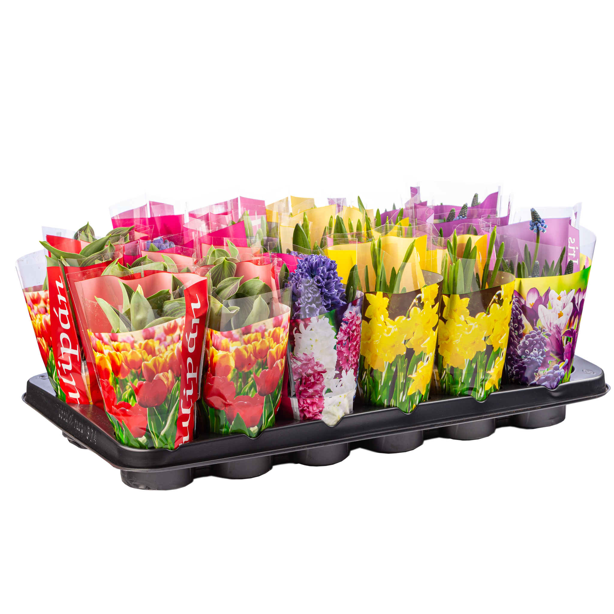 Bulbi mix cu celofan Color DALIA PROD, 1 buc