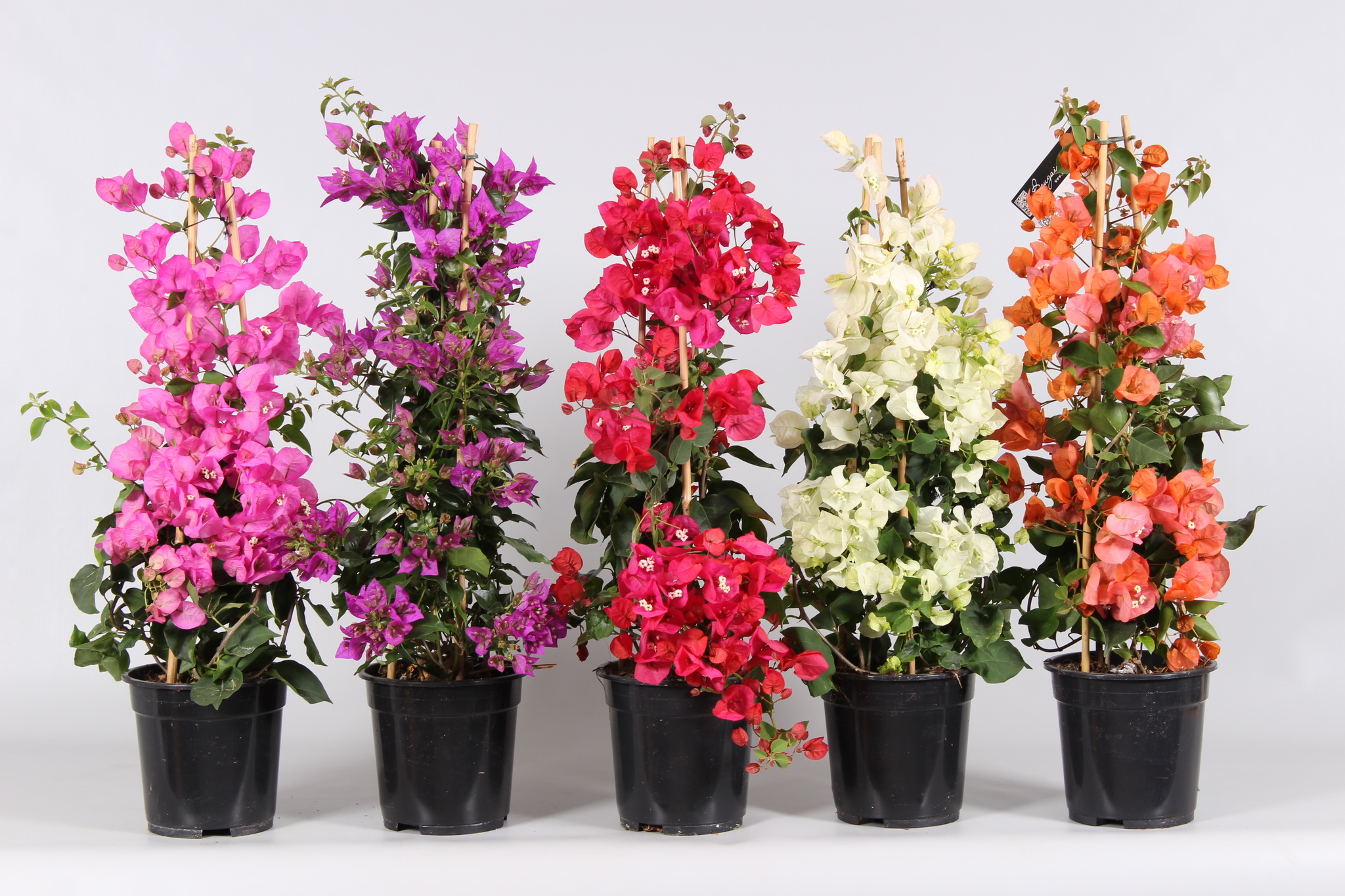 Bougainvillea piramide, in ghiveci, 21 cm